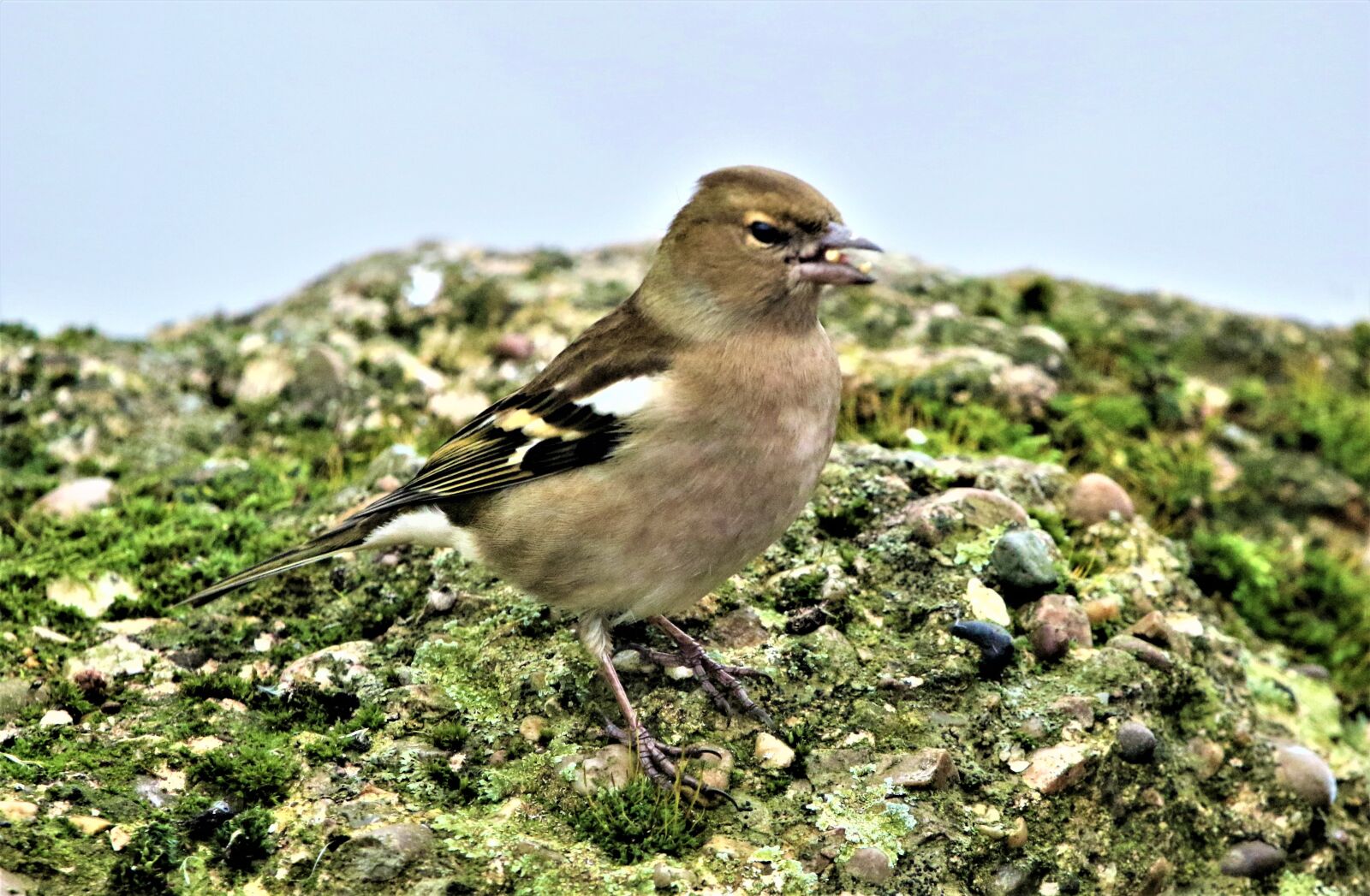 Canon EOS 7D Mark II + 150-600mm F5-6.3 DG OS HSM | Contemporary 015 sample photo. Chaffinch, bird, nature photography