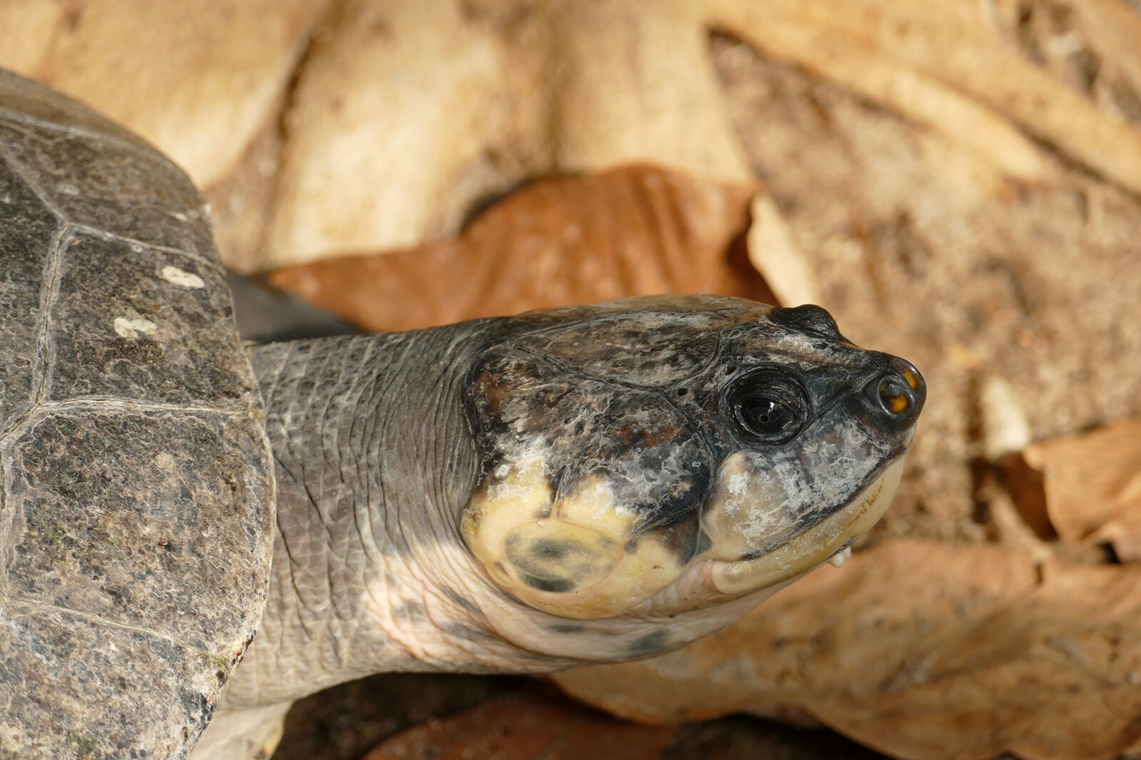 Panasonic Lumix DMC-FZ1000 sample photo. Turtle, terekay-turtle, head photography