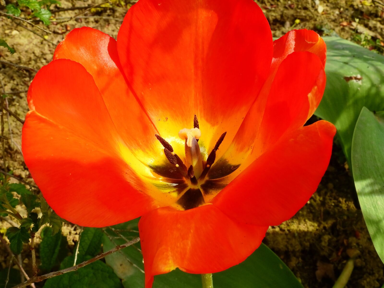 Nikon Coolpix P900 sample photo. Tulip, flower, blossom photography