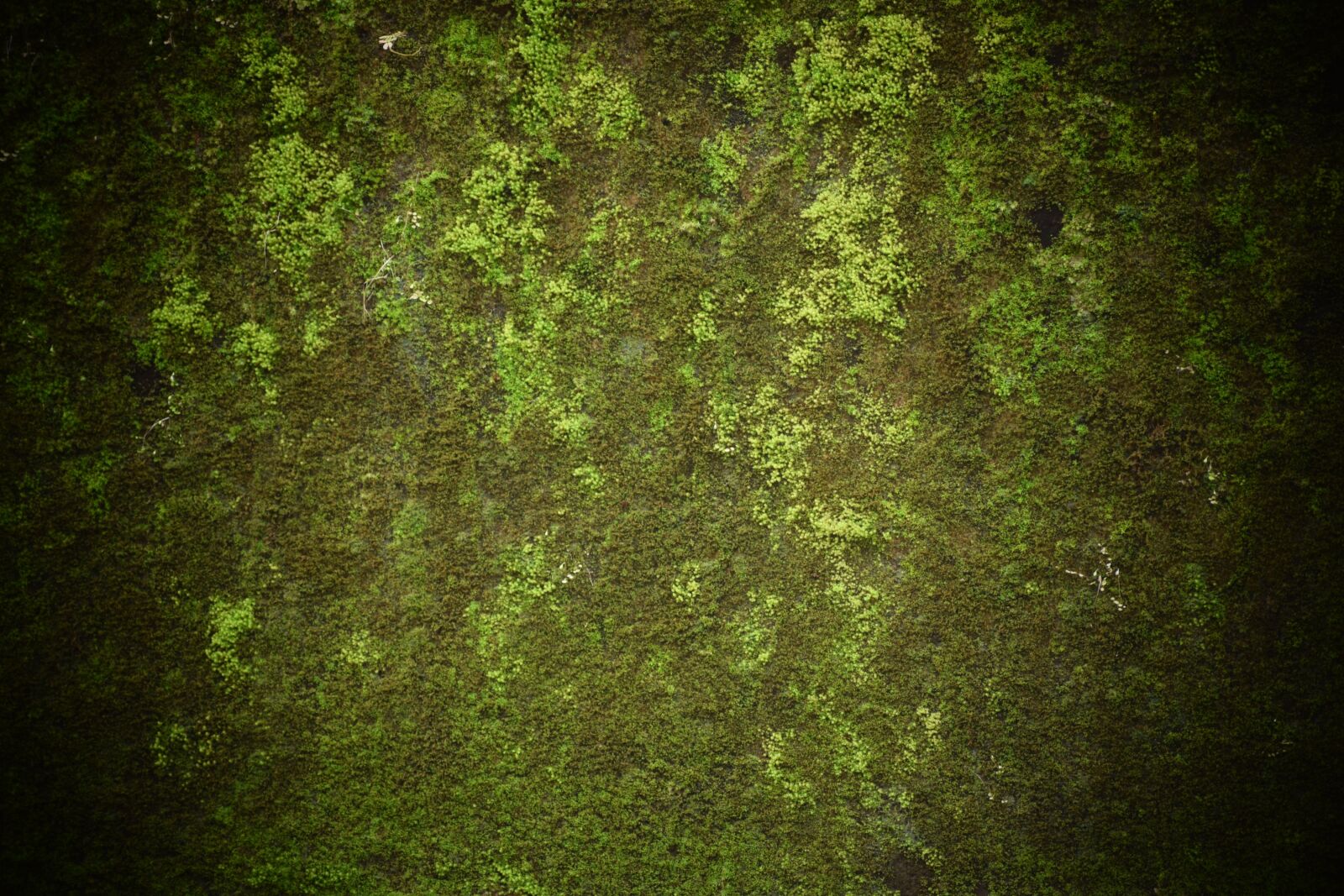 Nikon D3300 sample photo. Grass, old, green photography