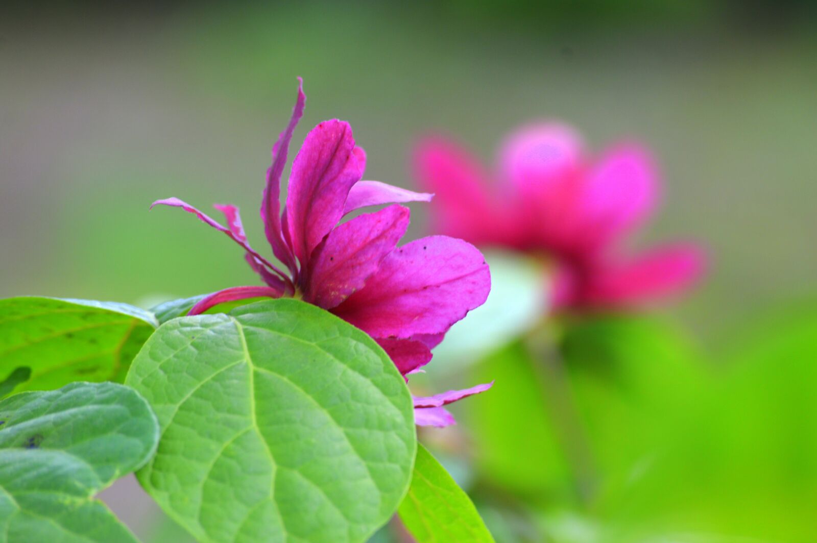 Nikon D3200 sample photo. Flower, pink, garden photography
