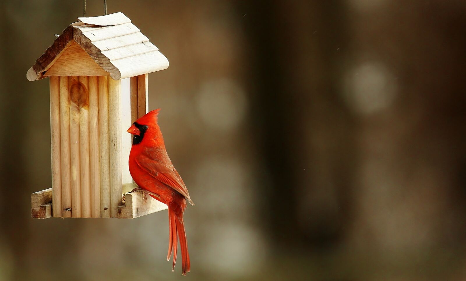 Canon EF 100-400mm F4.5-5.6L IS USM sample photo. Cardinal, birdhouse, nature photography