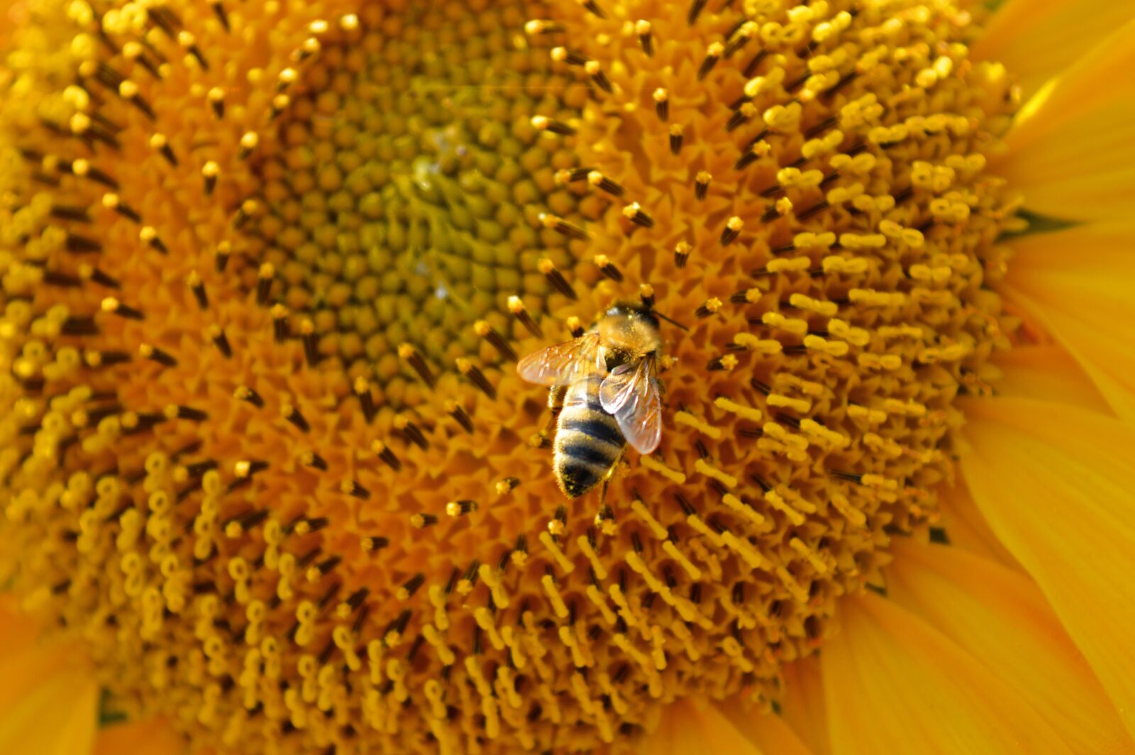 Nikon D3200 sample photo. Sunflower, bee, yellow photography
