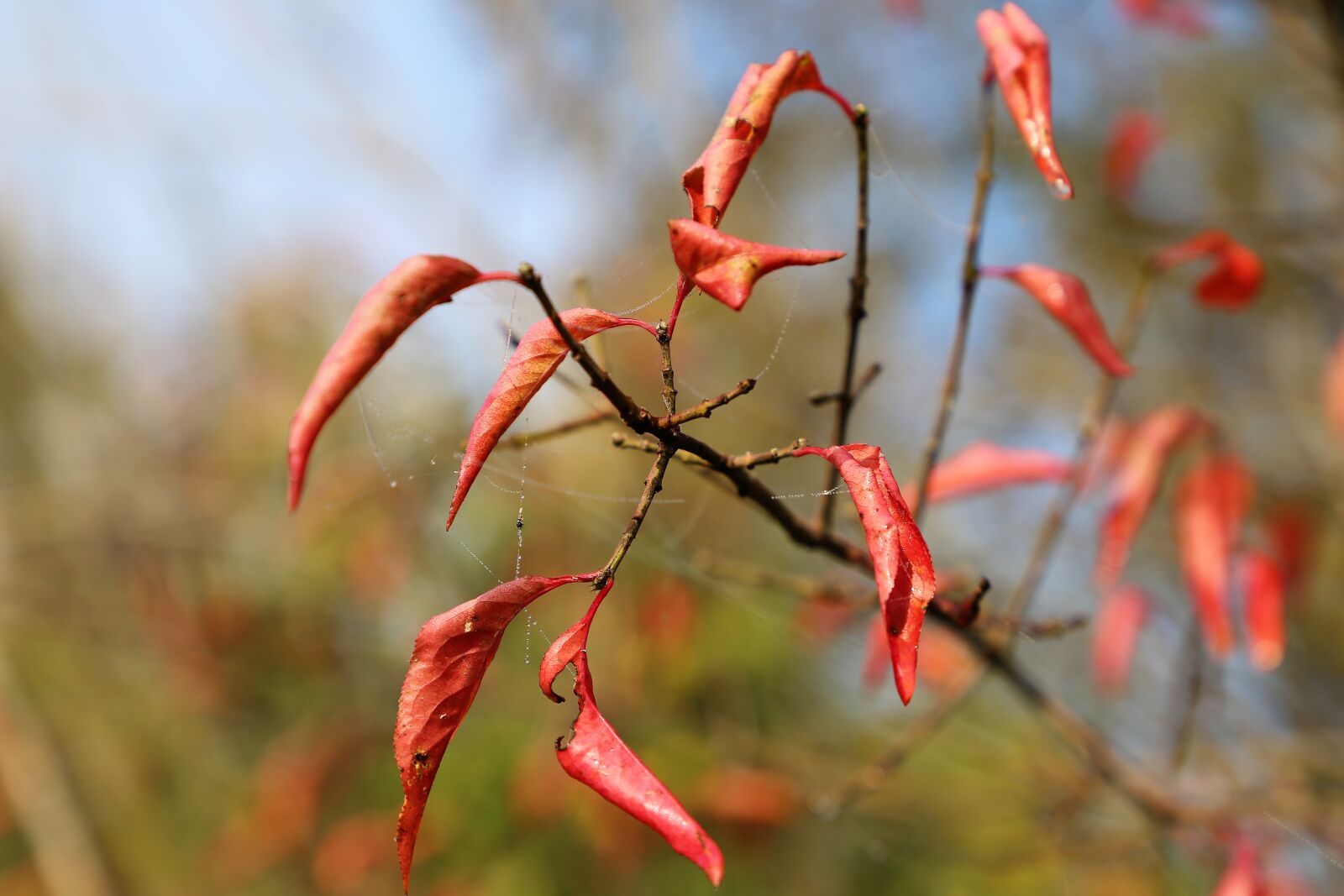 Canon EOS 6D sample photo. Red leaves, branch, spider photography