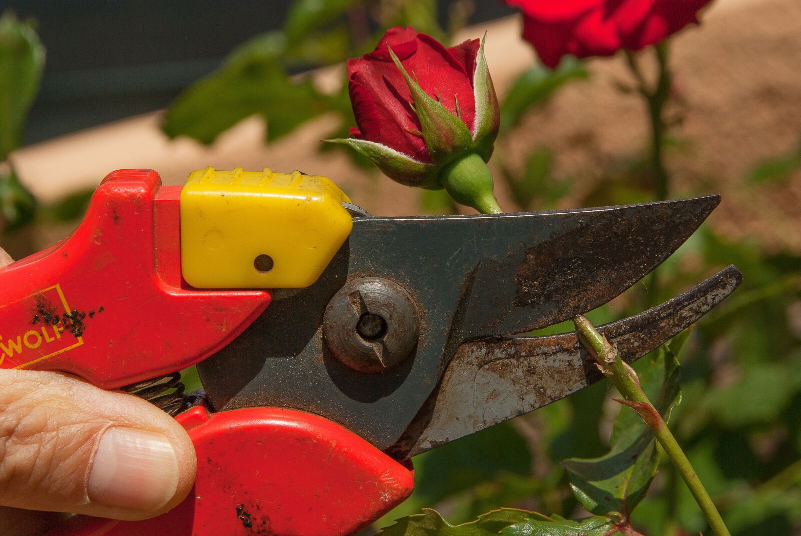 Pentax K10D sample photo. Secateur, gardener, size photography