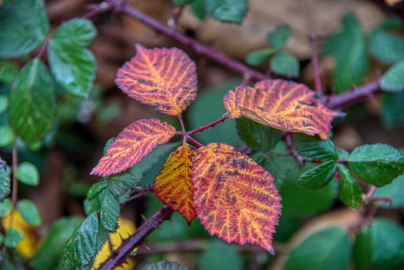 Nikon D750 sample photo. Hedge, fall color, partial photography