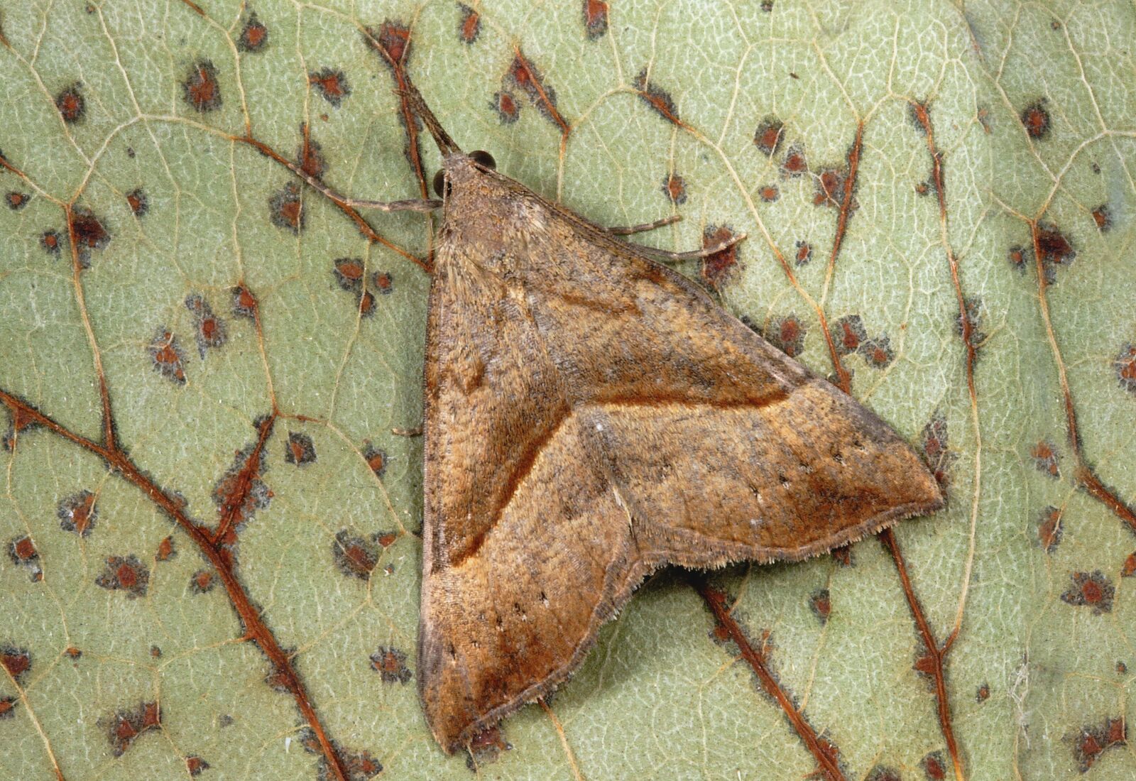 Canon EOS 400D (EOS Digital Rebel XTi / EOS Kiss Digital X) sample photo. Moth, snout, wings photography