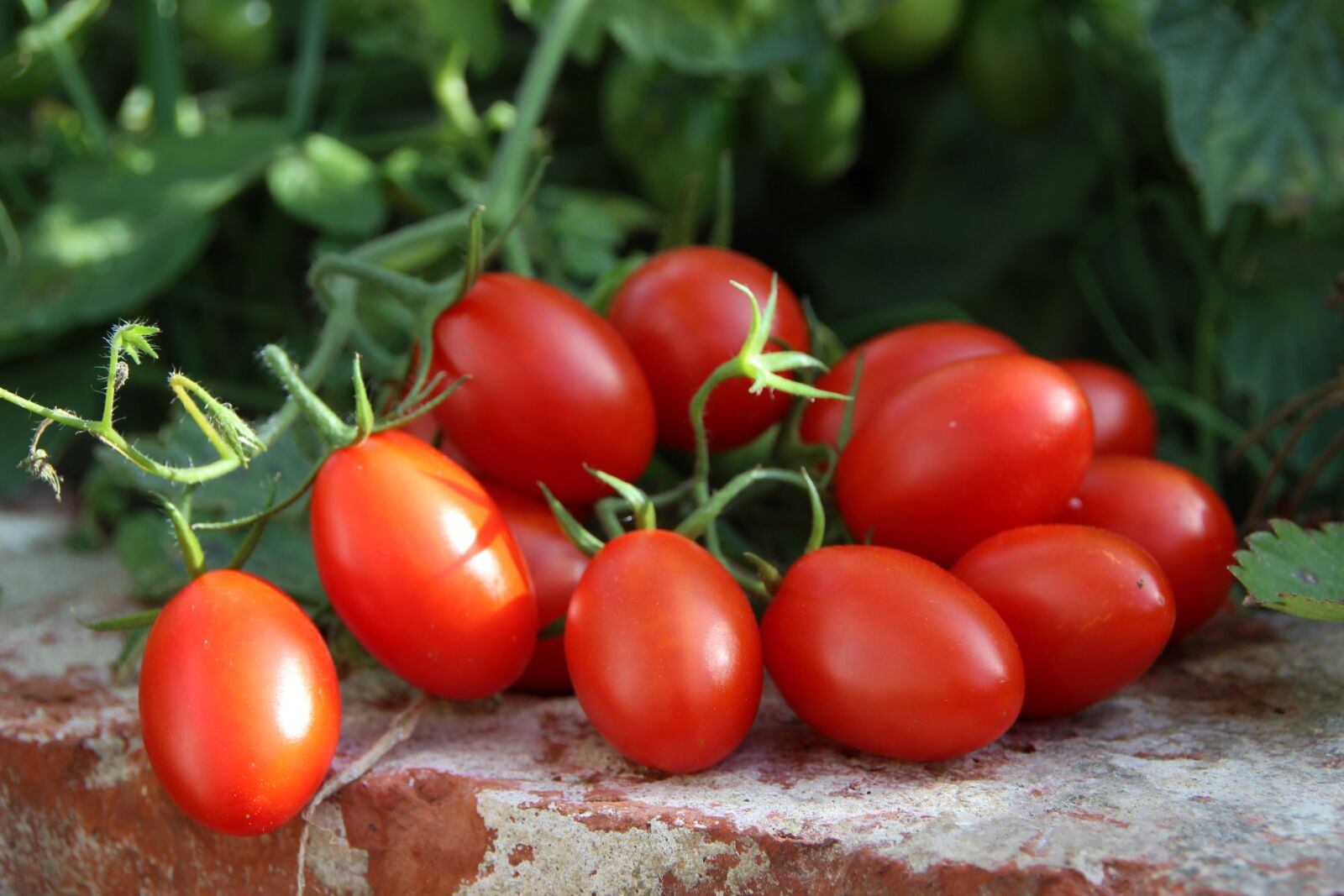 Canon EOS 600D (Rebel EOS T3i / EOS Kiss X5) sample photo. Tomatoes, vegetables, garden photography