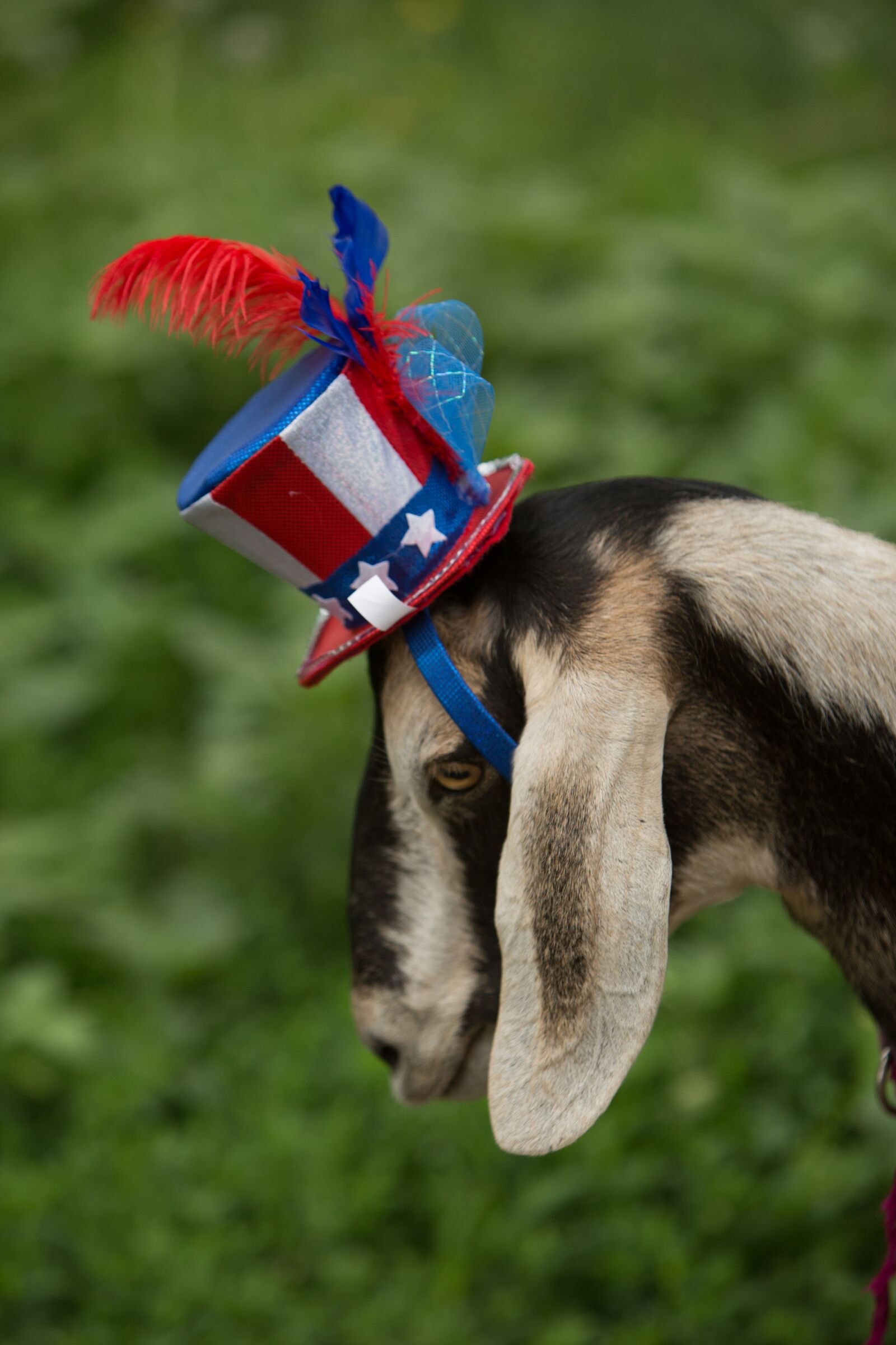 Canon EF 70-200mm F2.8L IS USM sample photo. Patriotic, goat, blue photography