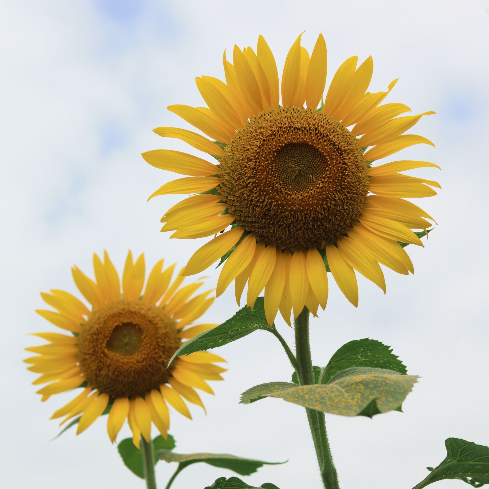 Canon EOS 5D Mark II sample photo. Sunflower, summer flowers, flowers photography