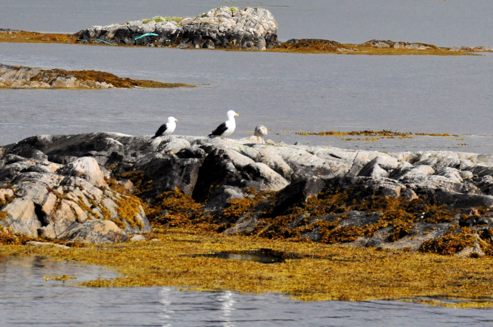 Nikon D90 sample photo. Beach, estuary, sea, seaguls photography