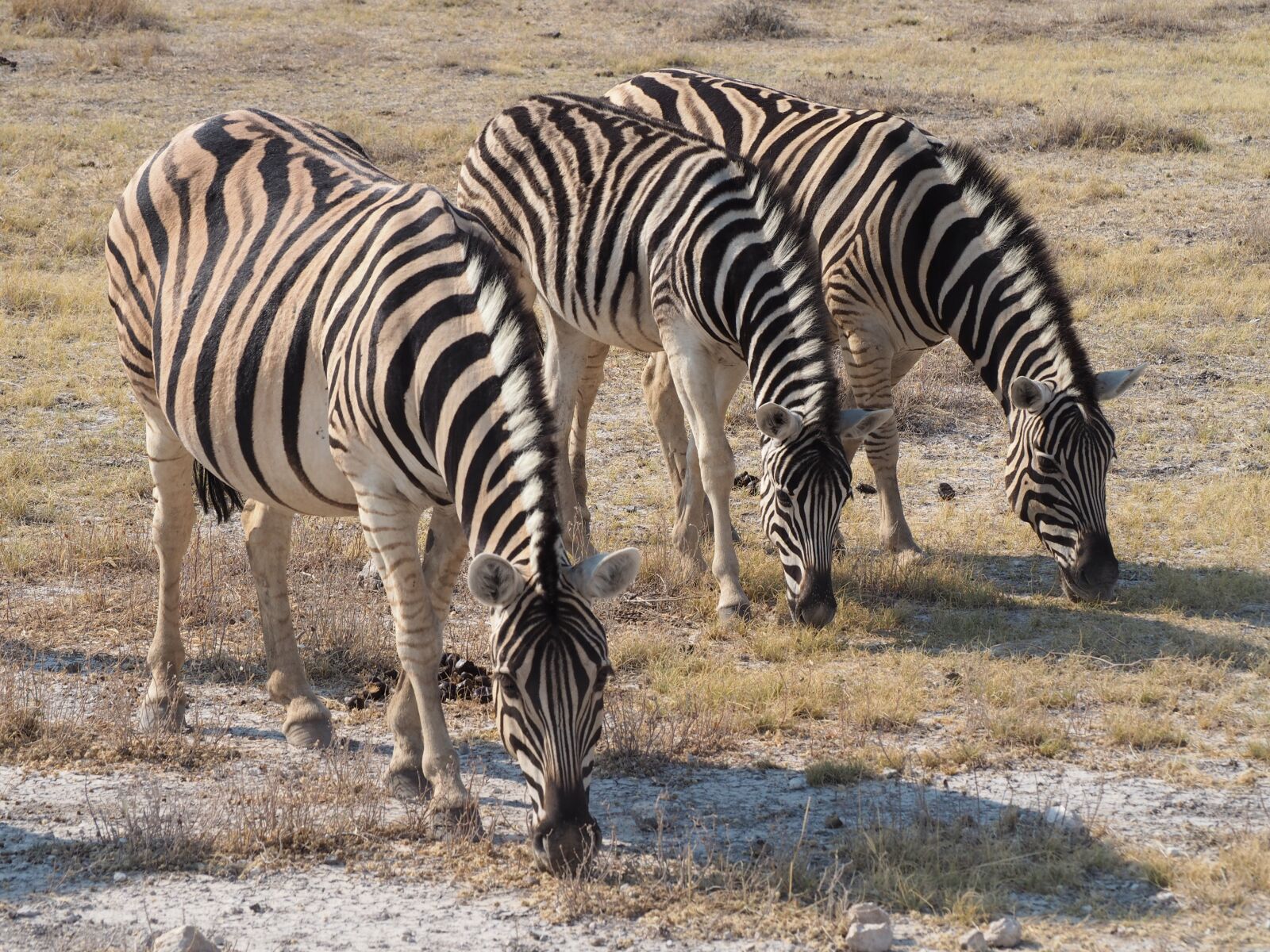 Olympus OM-D E-M10 sample photo. Zebra, etosha, africa photography