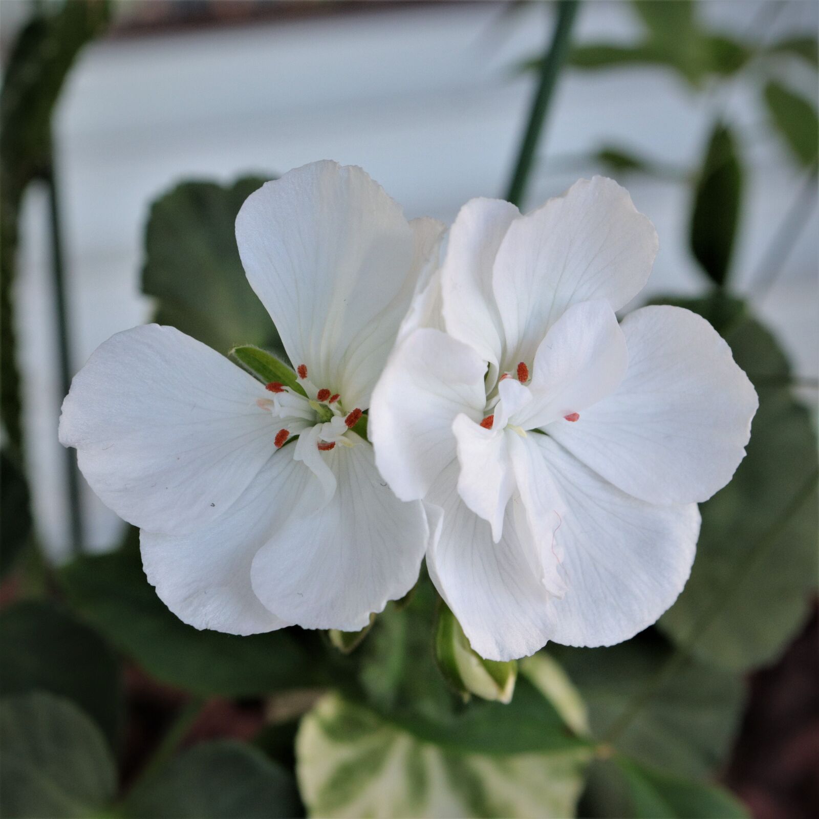 Canon EOS 800D (EOS Rebel T7i / EOS Kiss X9i) sample photo. Flowers, white, plants photography