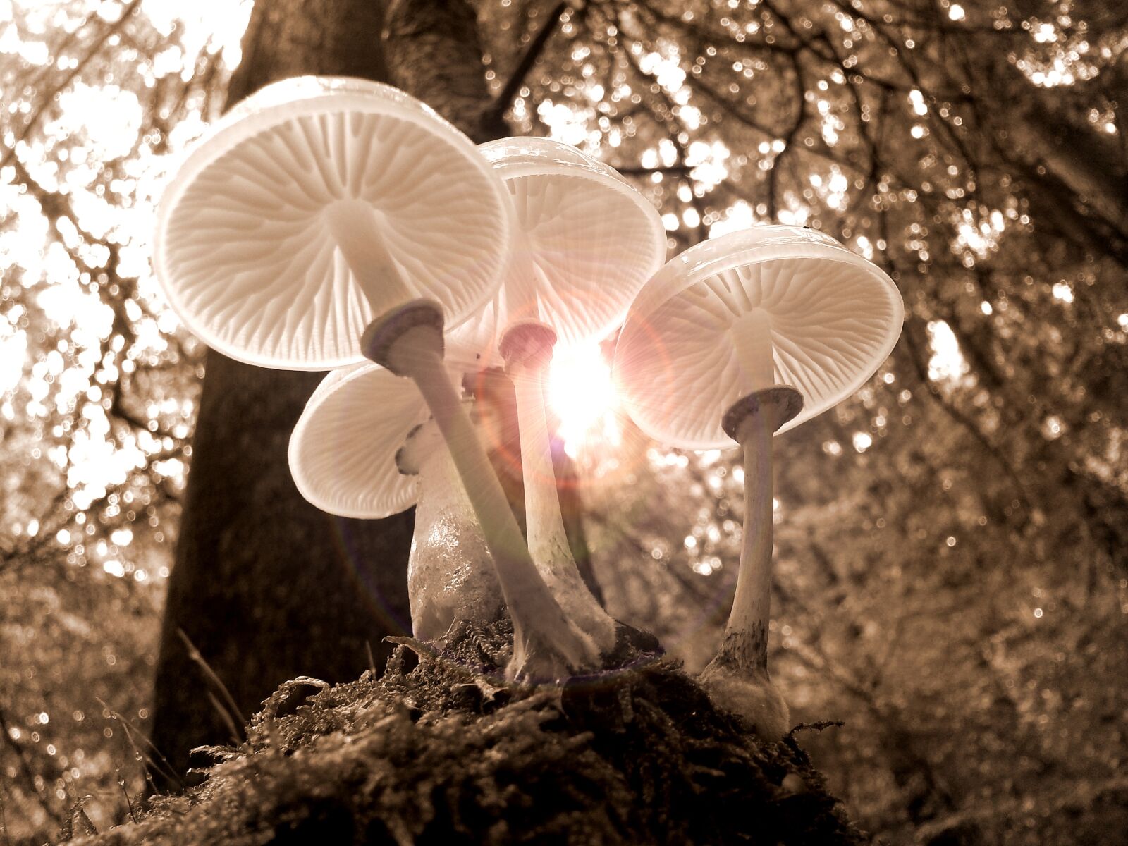 Samsung Galaxy S3 sample photo. Forest, mushrooms, nature photography