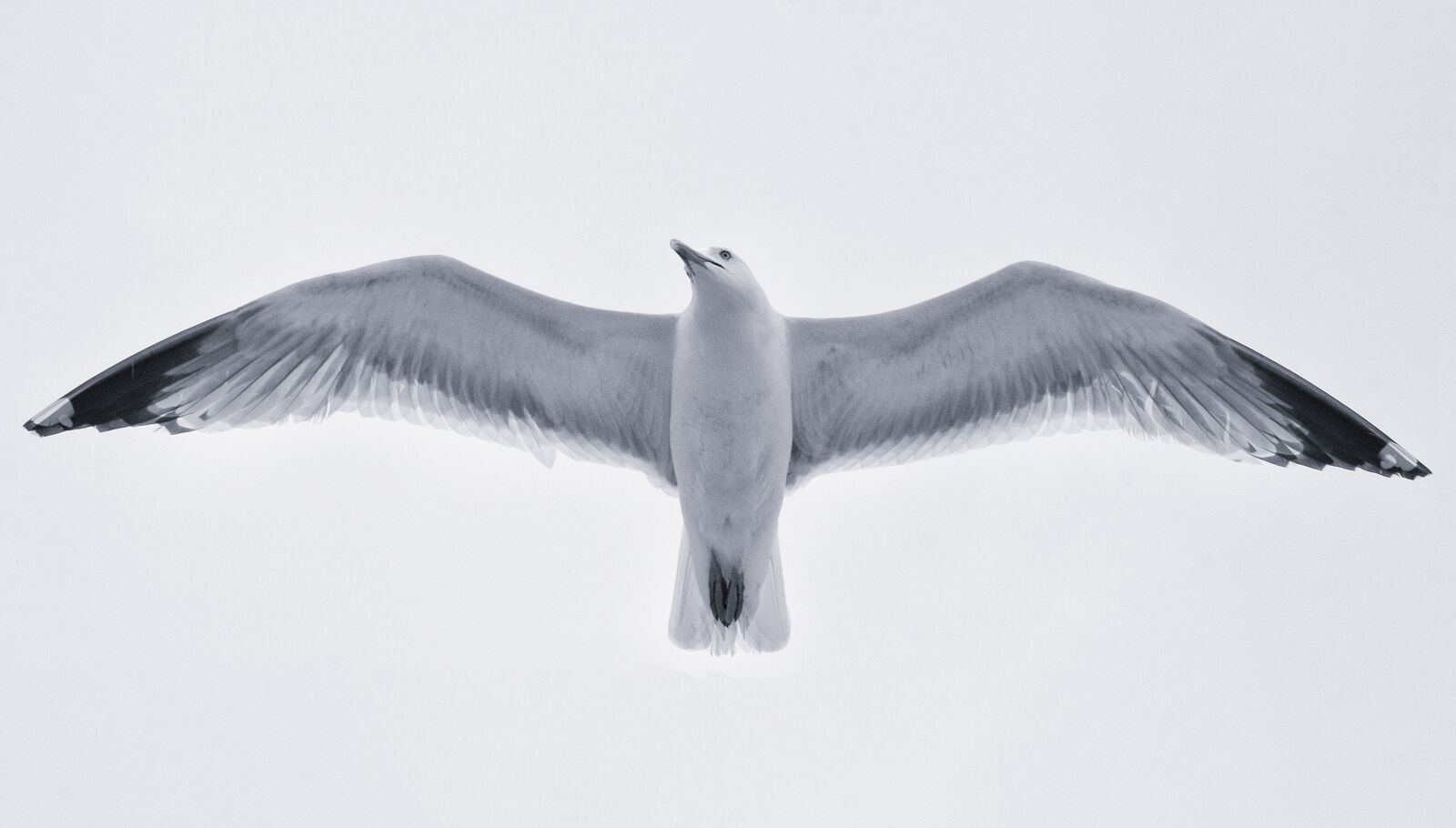 Fujifilm X-E2 + Fujifilm XF 55-200mm F3.5-4.8 R LM OIS sample photo. Seagull, white, nero photography