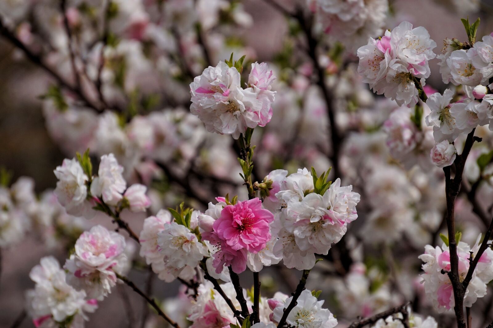 Sony Alpha a5000 (ILCE 5000) + Sony E 55-210mm F4.5-6.3 OSS sample photo. Copy flower, spring, peach photography