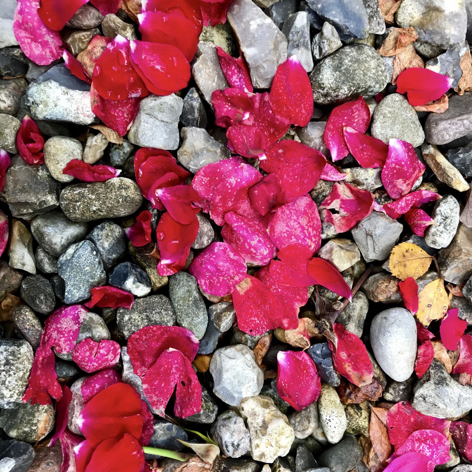 iPhone 7 back camera 3.99mm f/1.8 sample photo. Rose petals, stones, petals photography