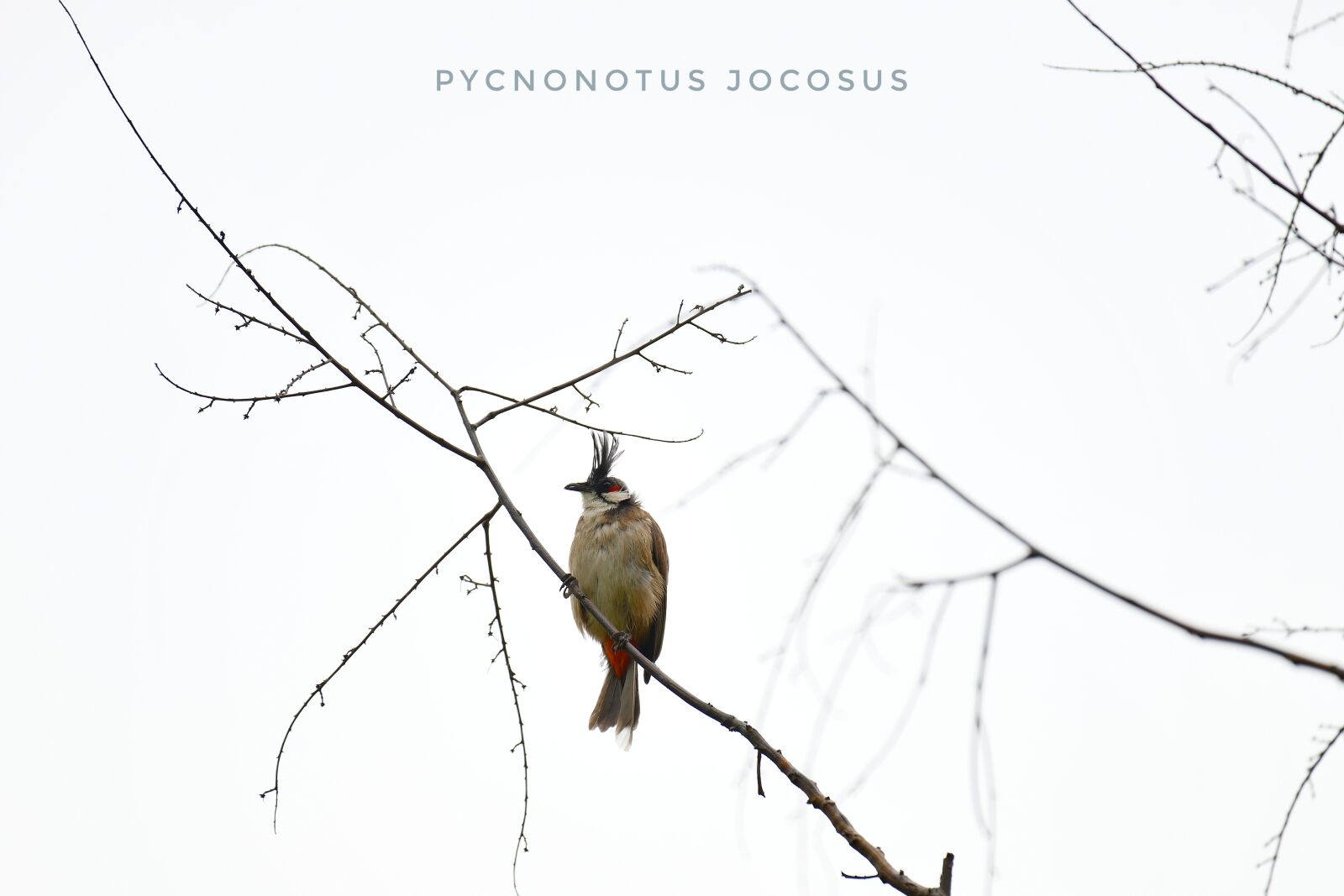 Nikon D850 sample photo. Bird, red hip-whiskered bulbul photography