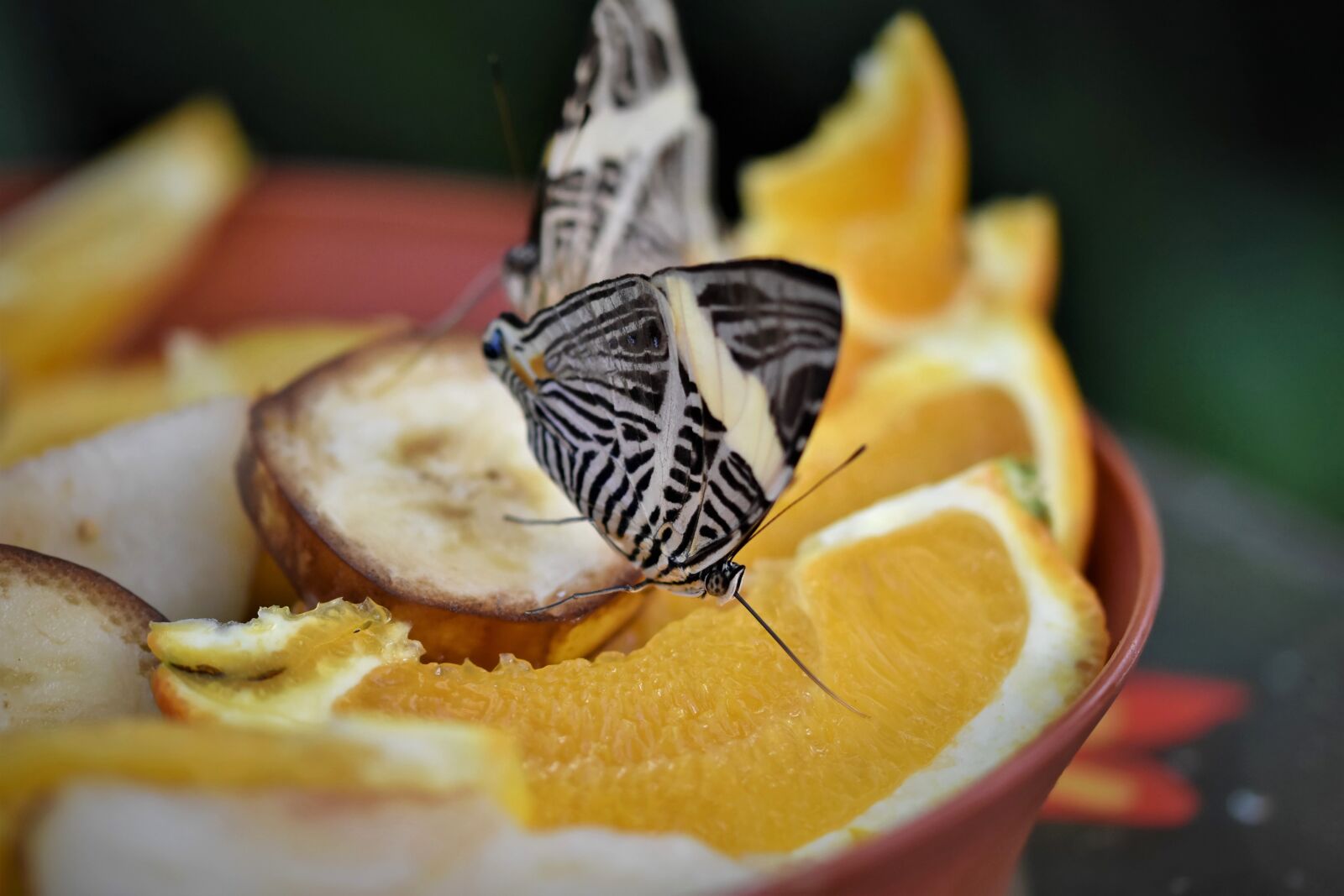 Nikon D7200 sample photo. Butterfly, tropical butterfly, exotic photography