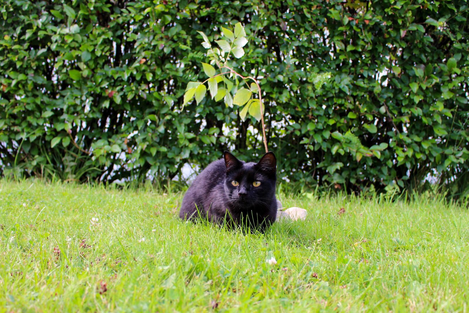 Canon EOS 700D (EOS Rebel T5i / EOS Kiss X7i) sample photo. Cat, kitty, animal photography