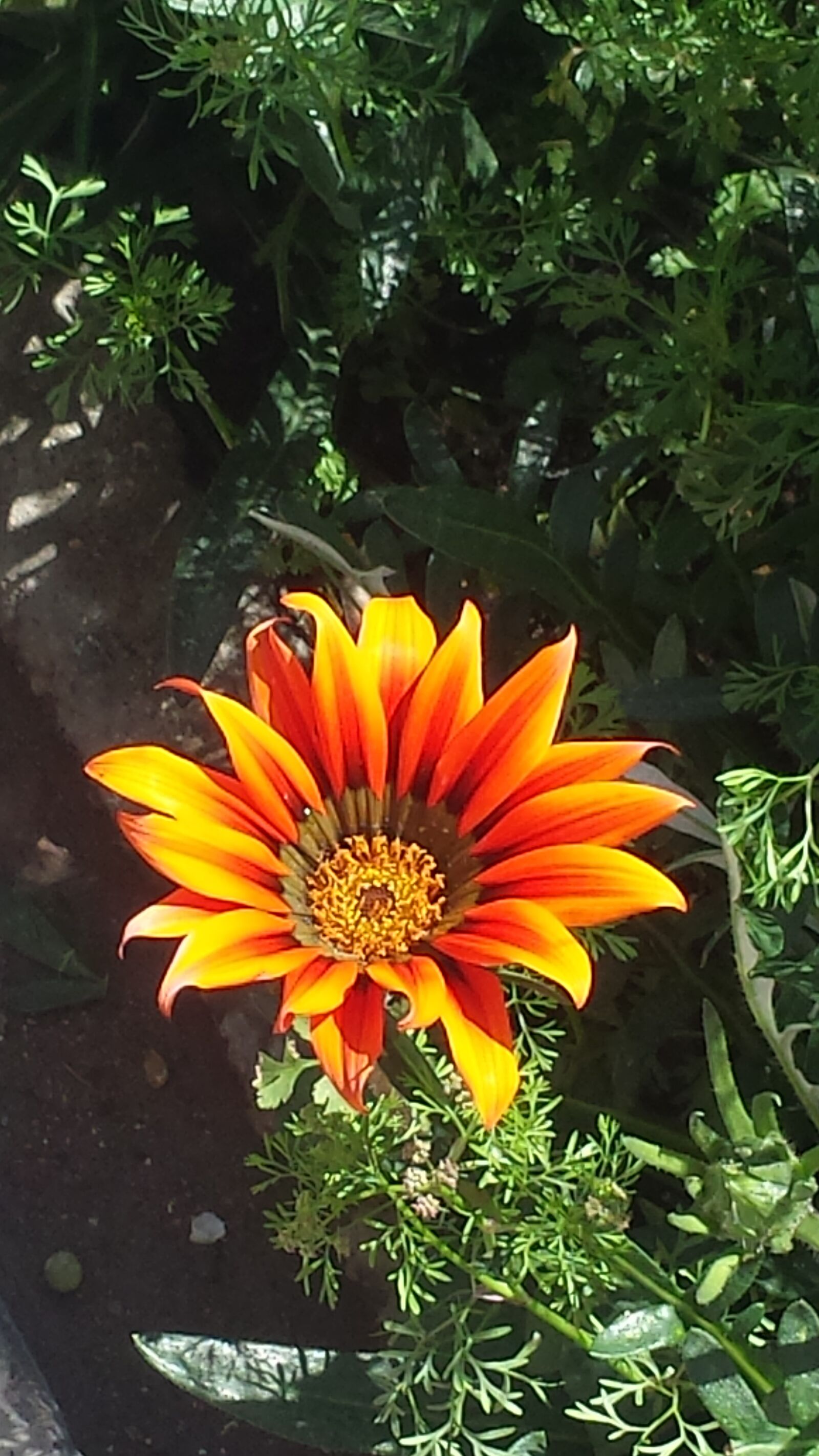 Samsung Galaxy S4 sample photo. Flower, hang, going photography