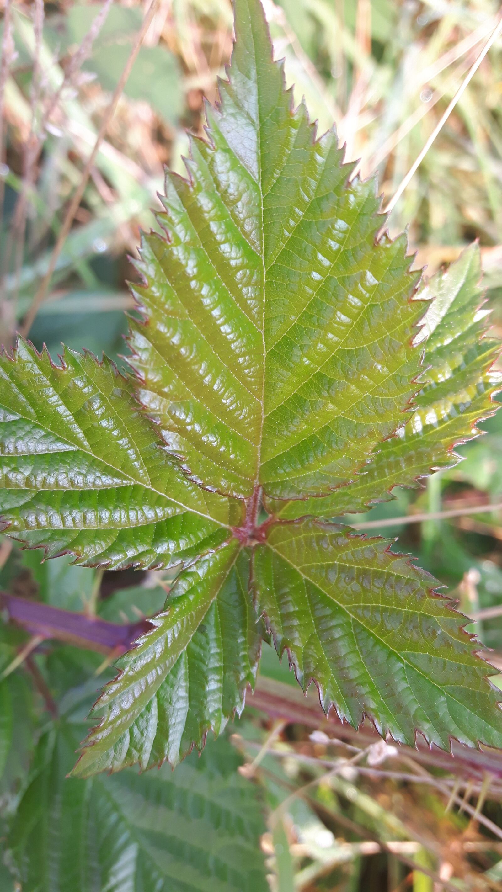 Samsung Galaxy S5 Neo sample photo. Leaf, green, forest photography
