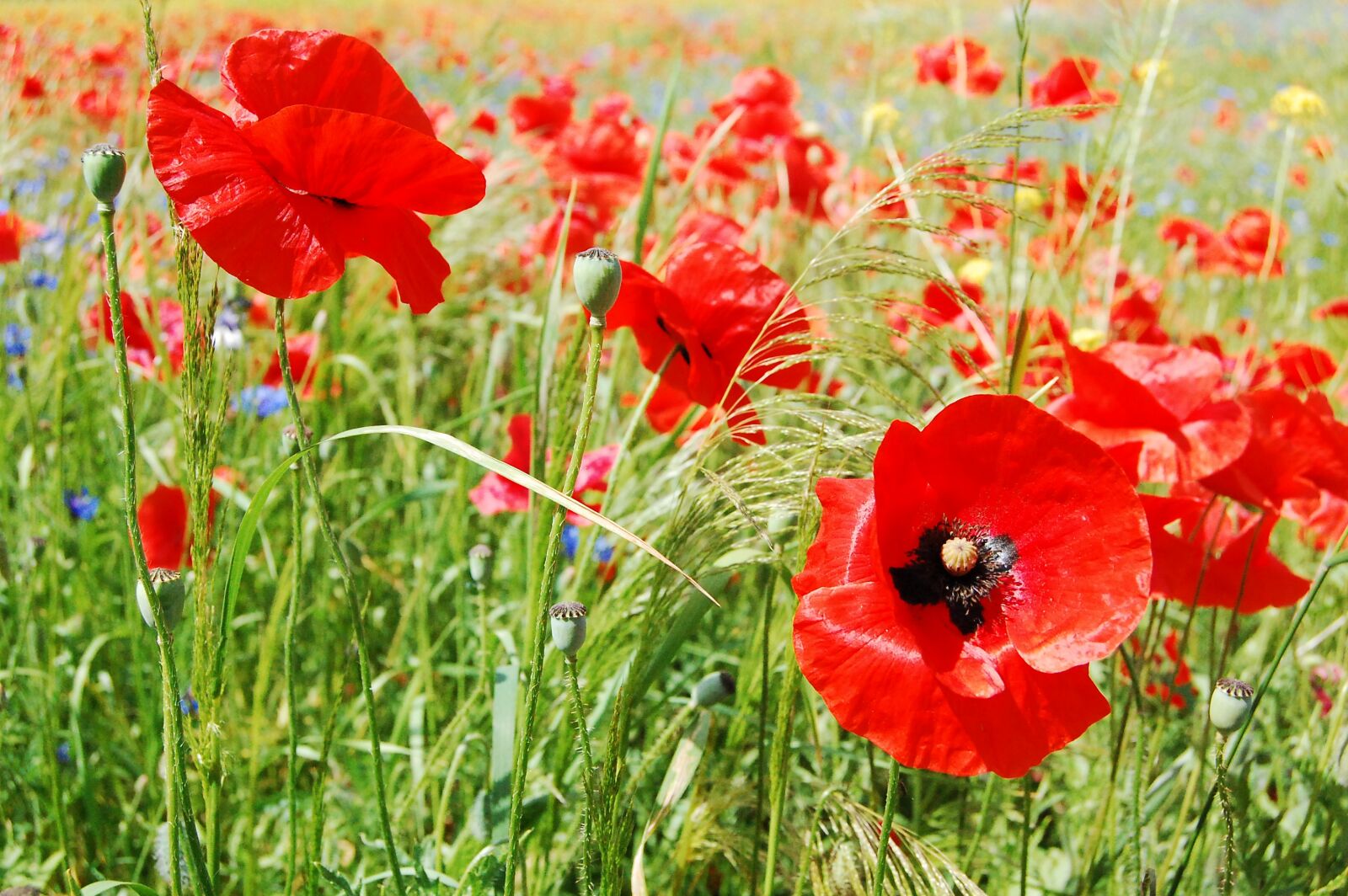 Nikon D40 sample photo. Poppies, flowers, nature photography