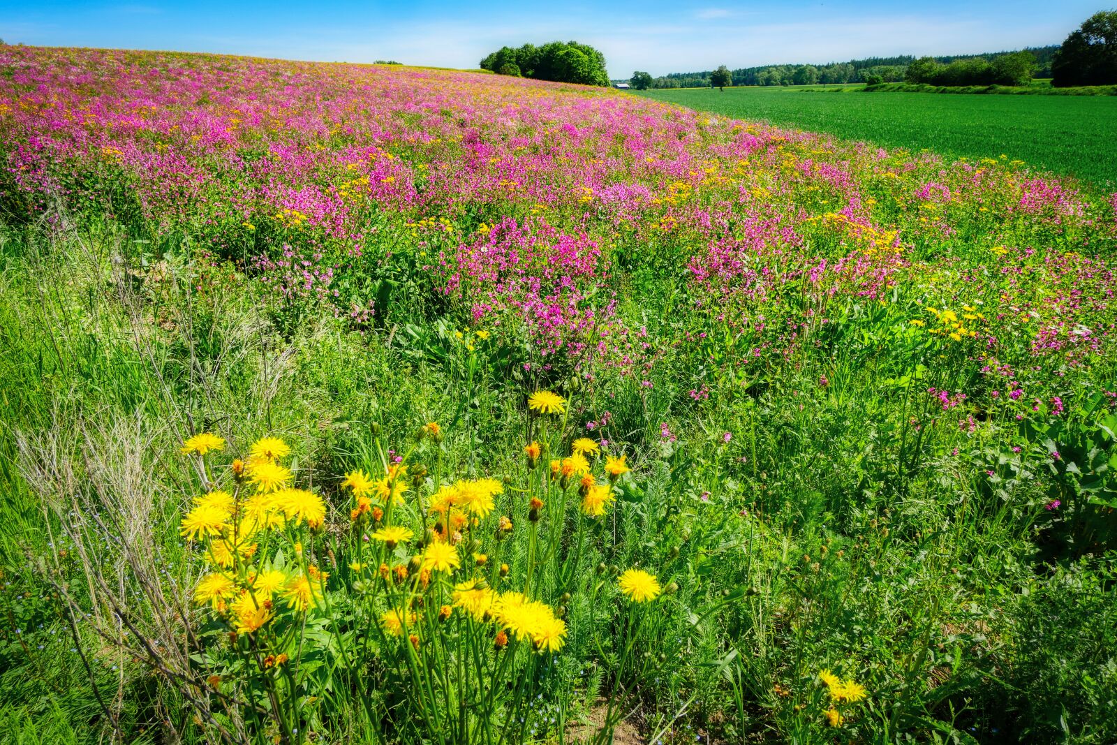 Panasonic Lumix DMC-GX8 sample photo. Pasture, meadow, flowers photography