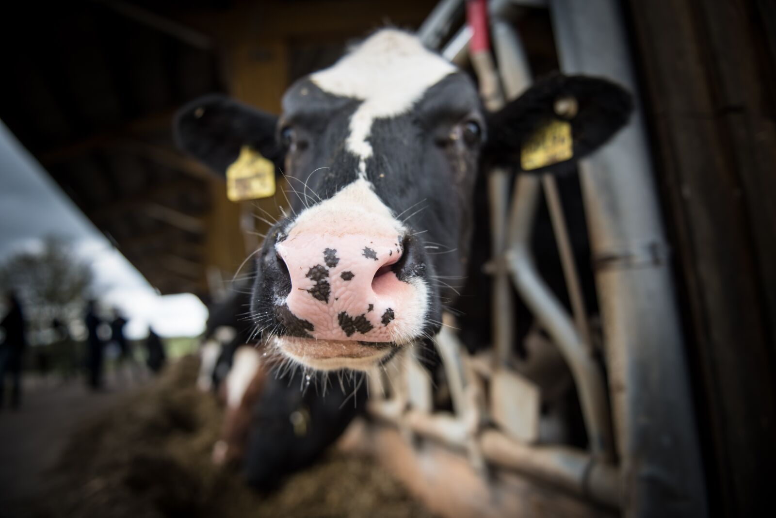 Nikon D750 sample photo. Cattle, cow, beef photography