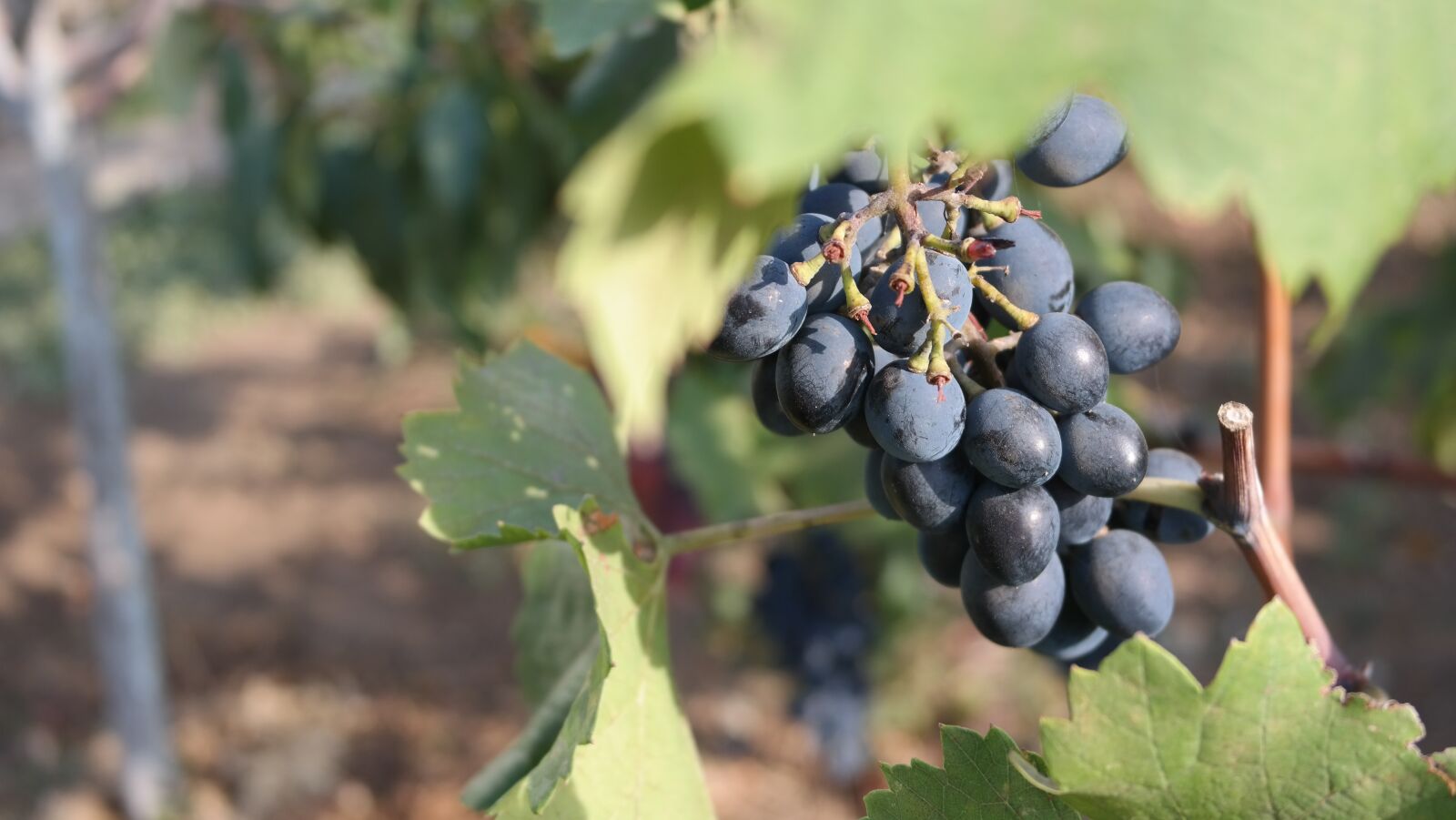 Samsung NX300 sample photo. Grapes, loza, fruit photography