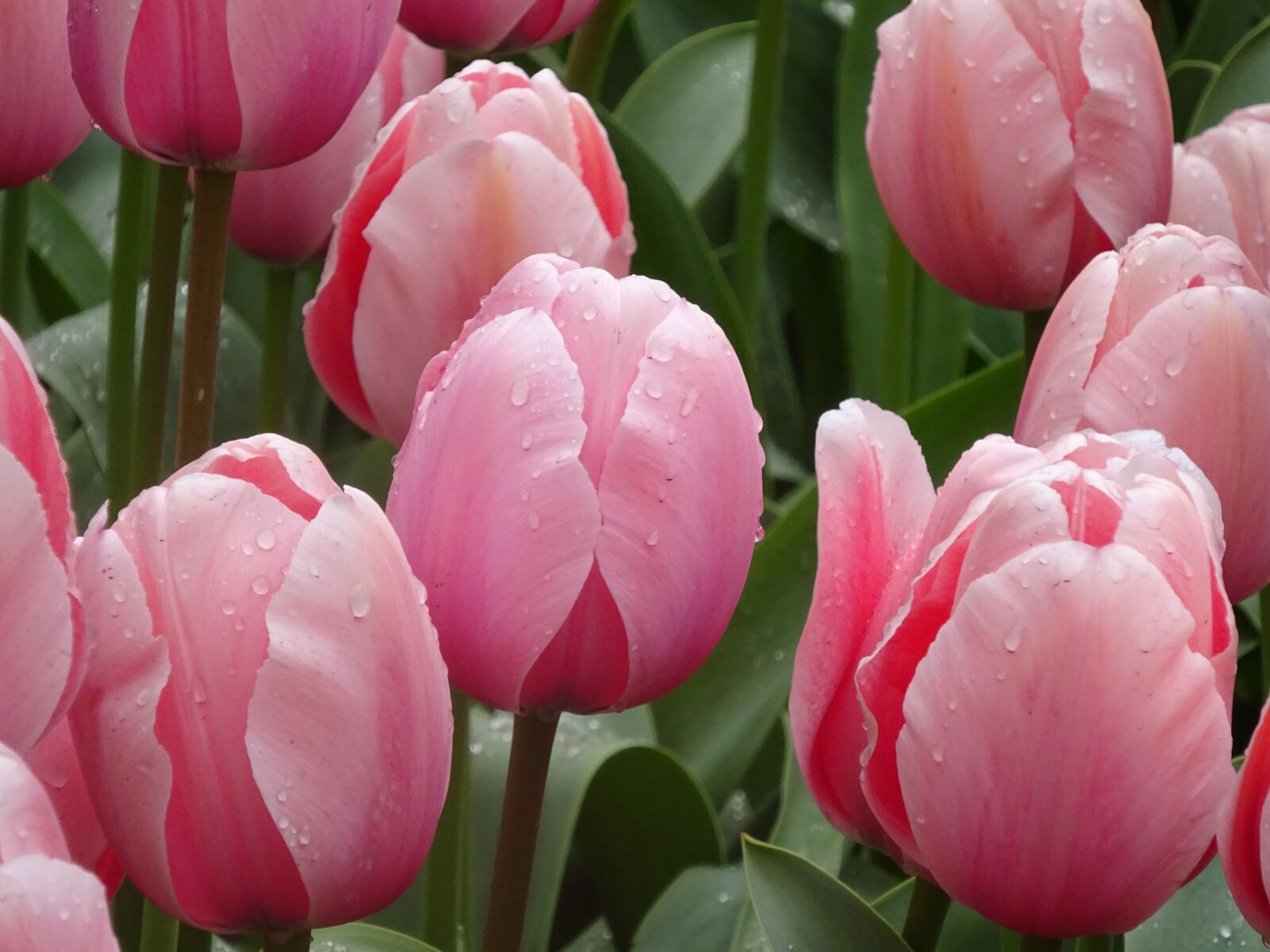 Sony Cyber-shot DSC-WX350 sample photo. Tulip, flower, flora photography