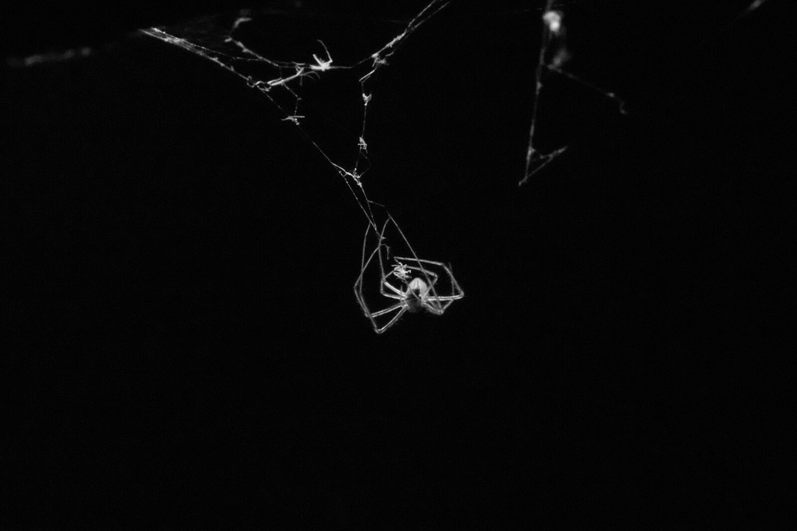 Canon EOS 200D (EOS Rebel SL2 / EOS Kiss X9) sample photo. Spider, black and white photography