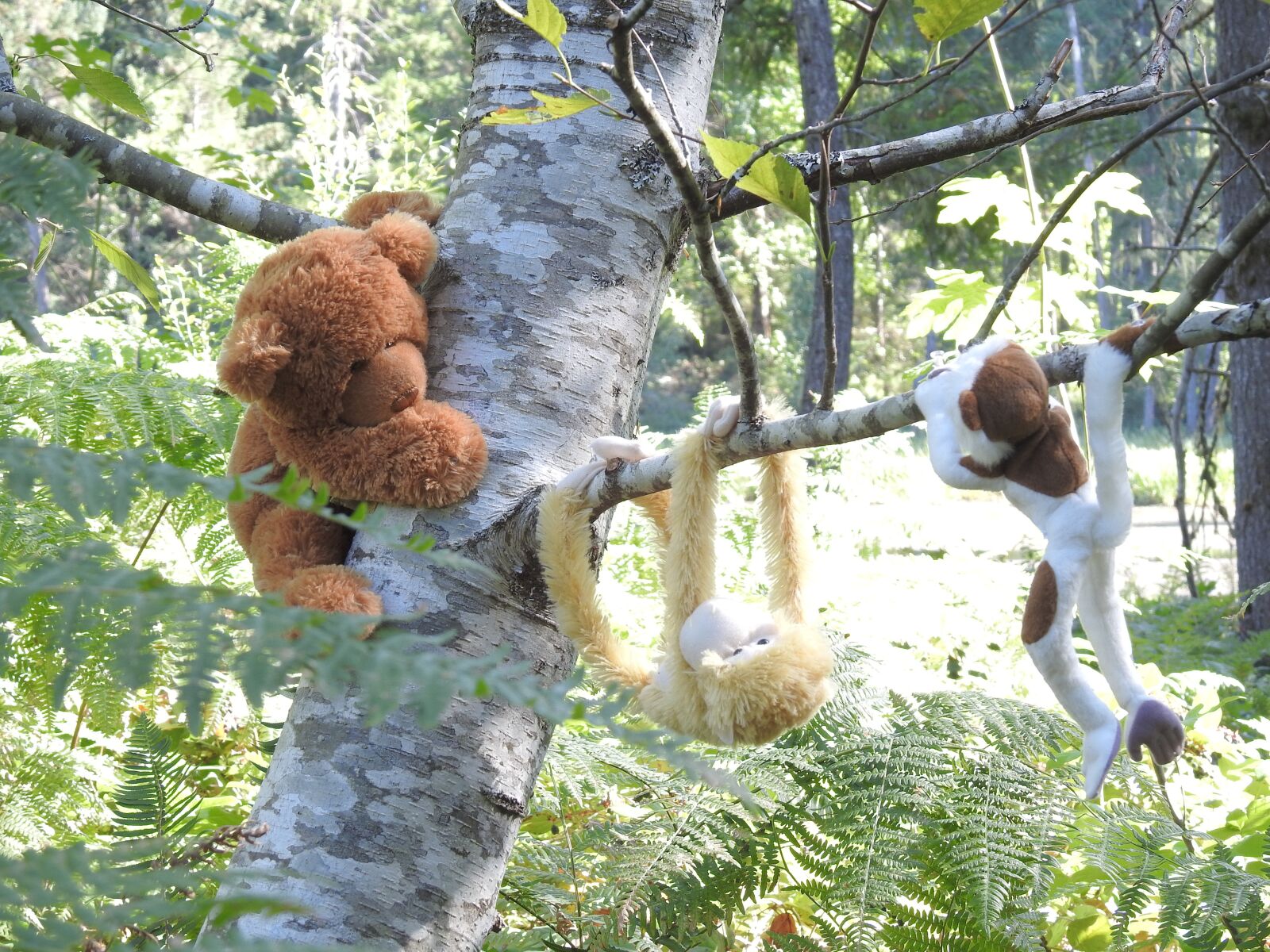 Nikon Coolpix P900 sample photo. Bear, teddy, toy photography