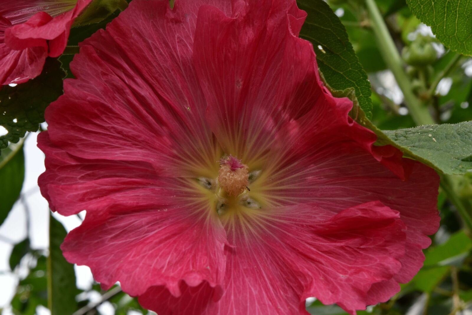 Nikon D5500 sample photo. Exotic, flower, pink, pistil photography