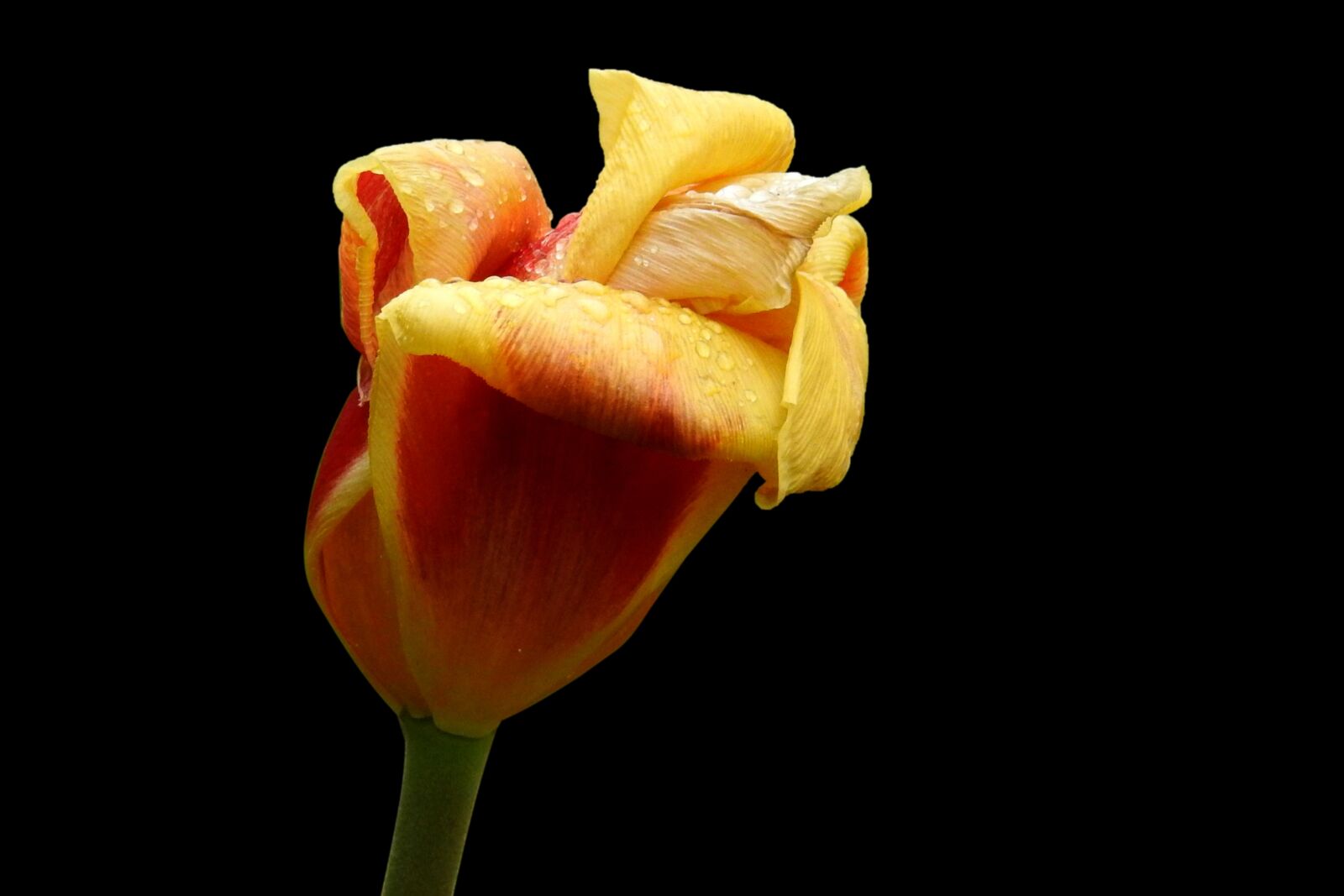 Nikon Coolpix P900 sample photo. Tulip, flower, nature photography