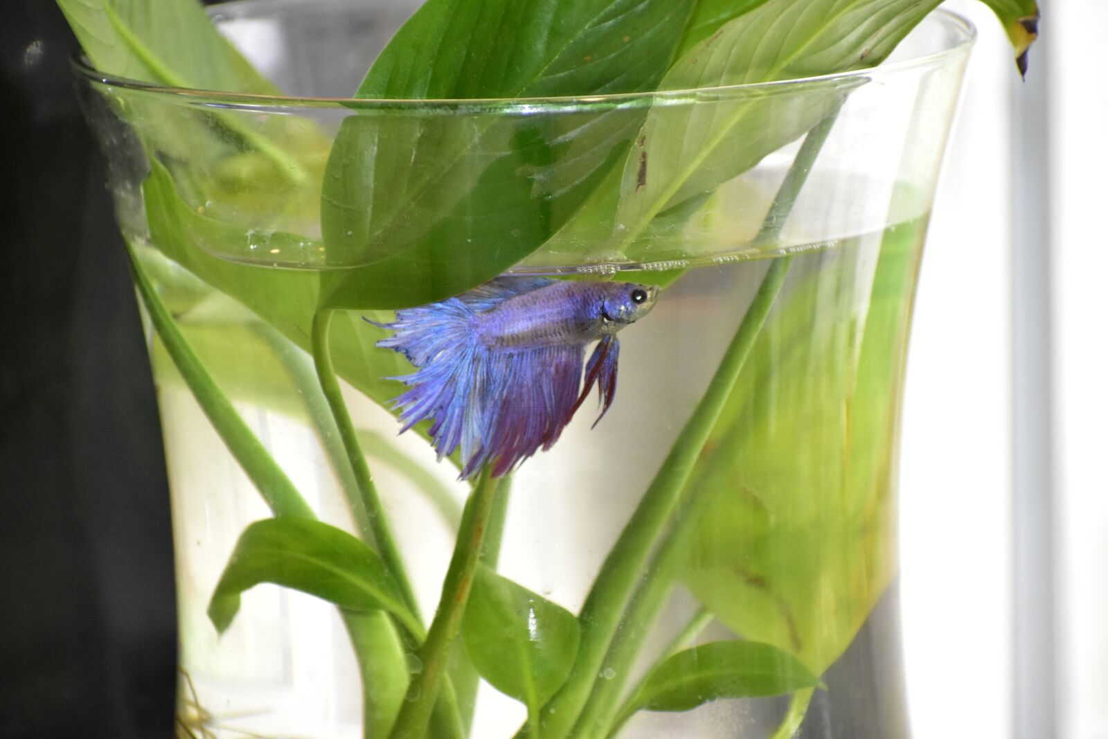 Nikon D5500 sample photo. Beta, fish, betta photography