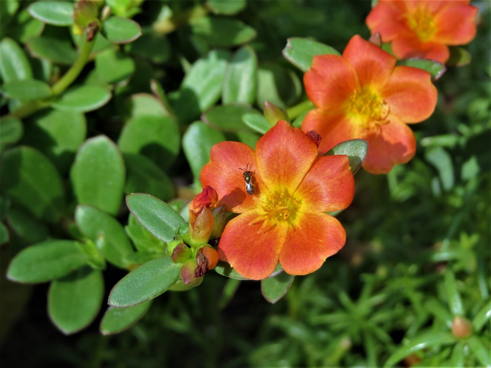 Canon PowerShot SX50 HS sample photo. Flowers, orange, rust photography