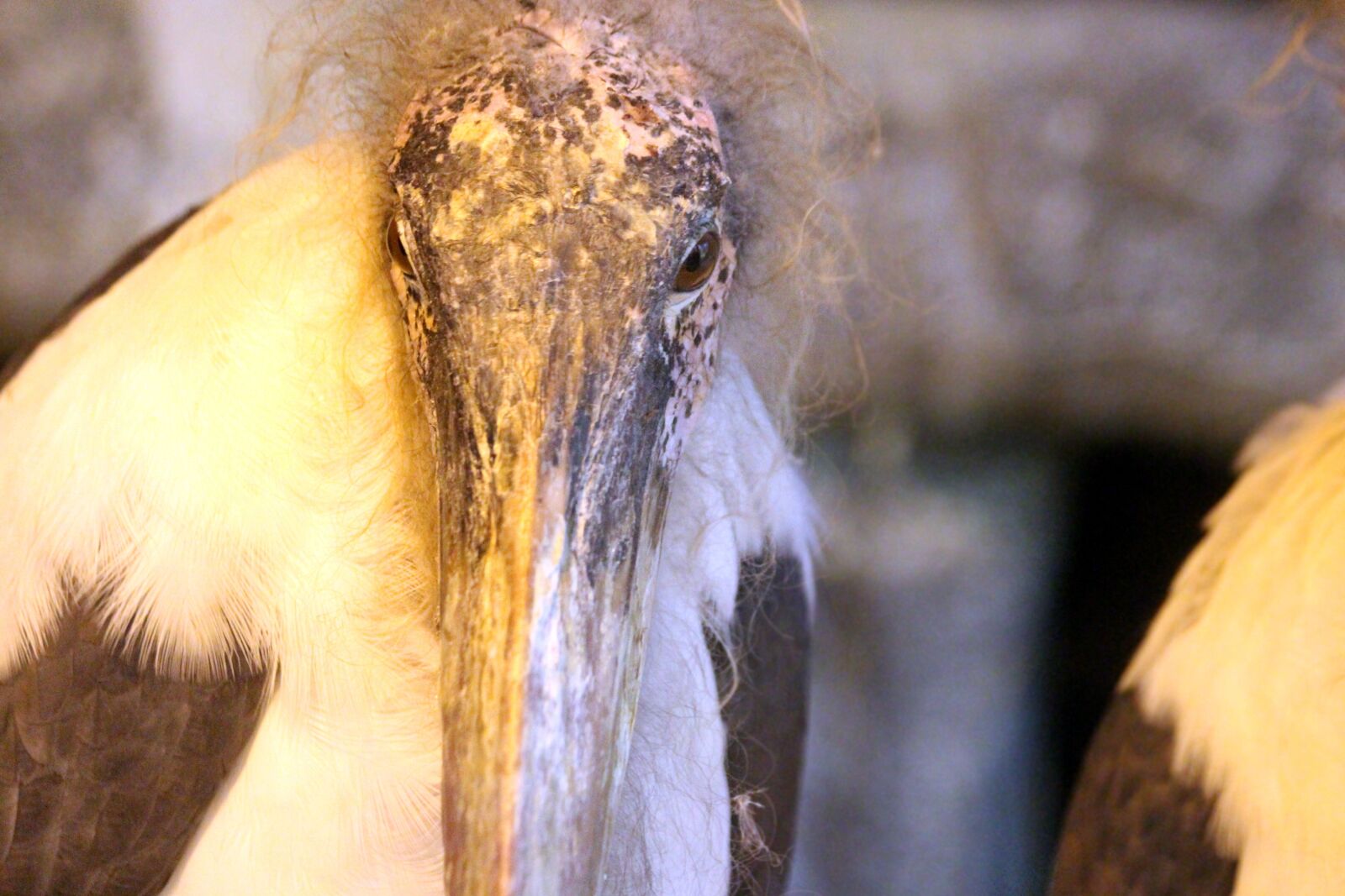Canon EOS 650D (EOS Rebel T4i / EOS Kiss X6i) sample photo. Marabou, bird, leptoptilos crumeniferus photography