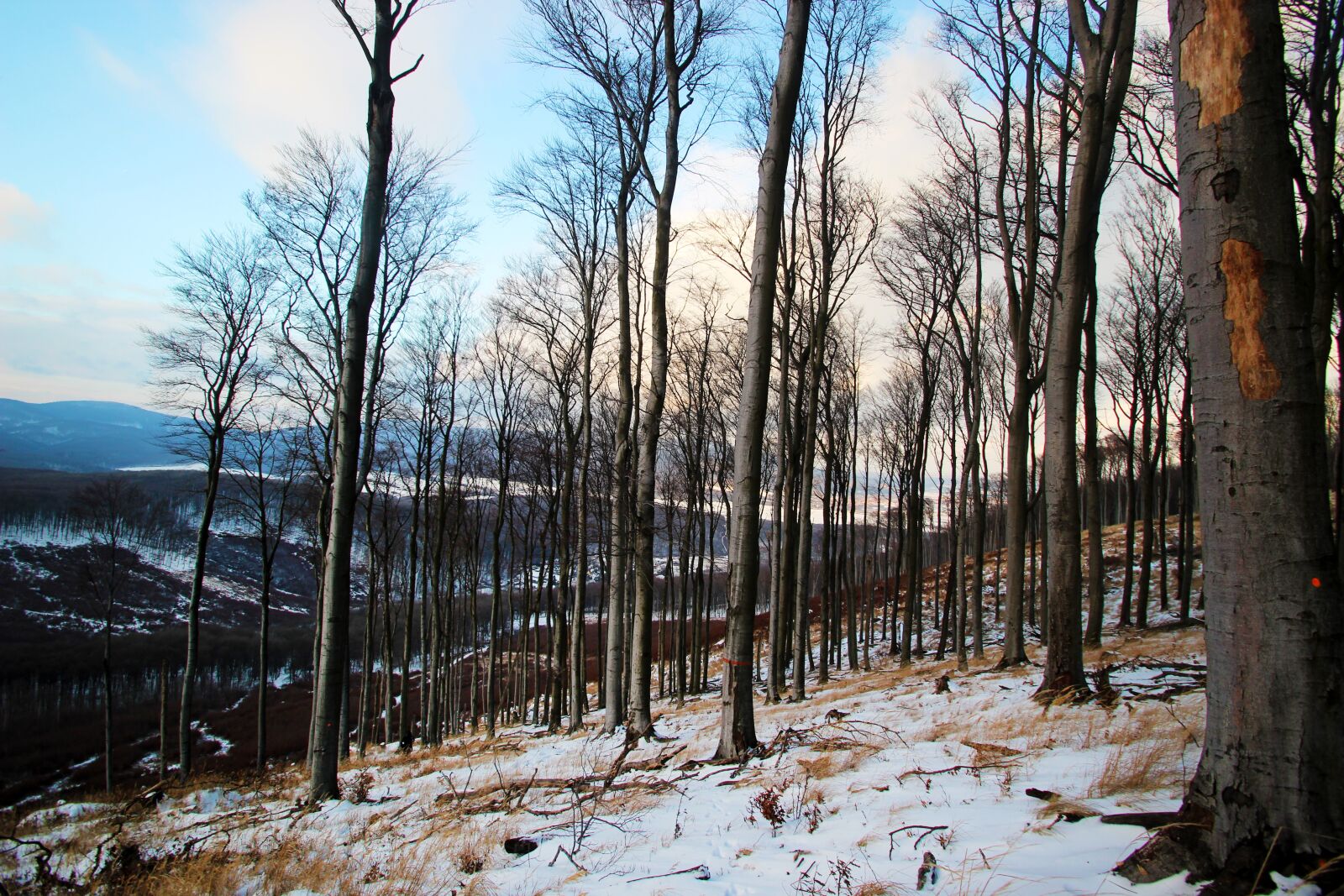 Canon EOS 600D (Rebel EOS T3i / EOS Kiss X5) sample photo. Winter, forest, tree photography