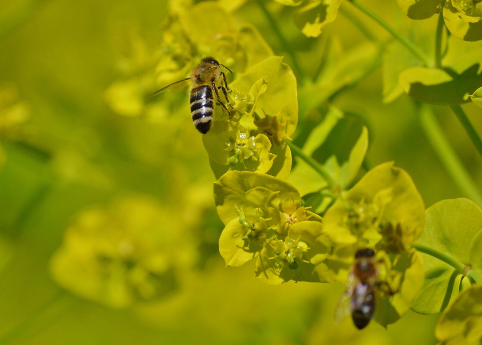 Nikon D3200 sample photo. Bee, insect, blossom photography