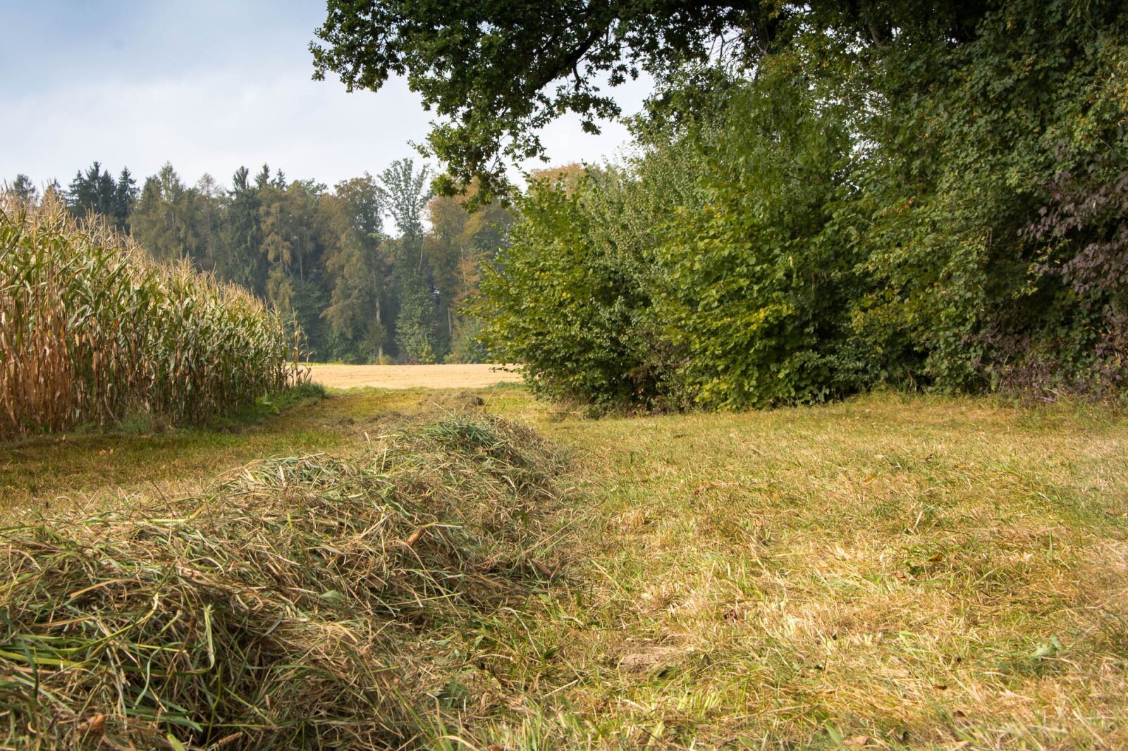 Nikon D7200 sample photo. Nature, hay, tree photography