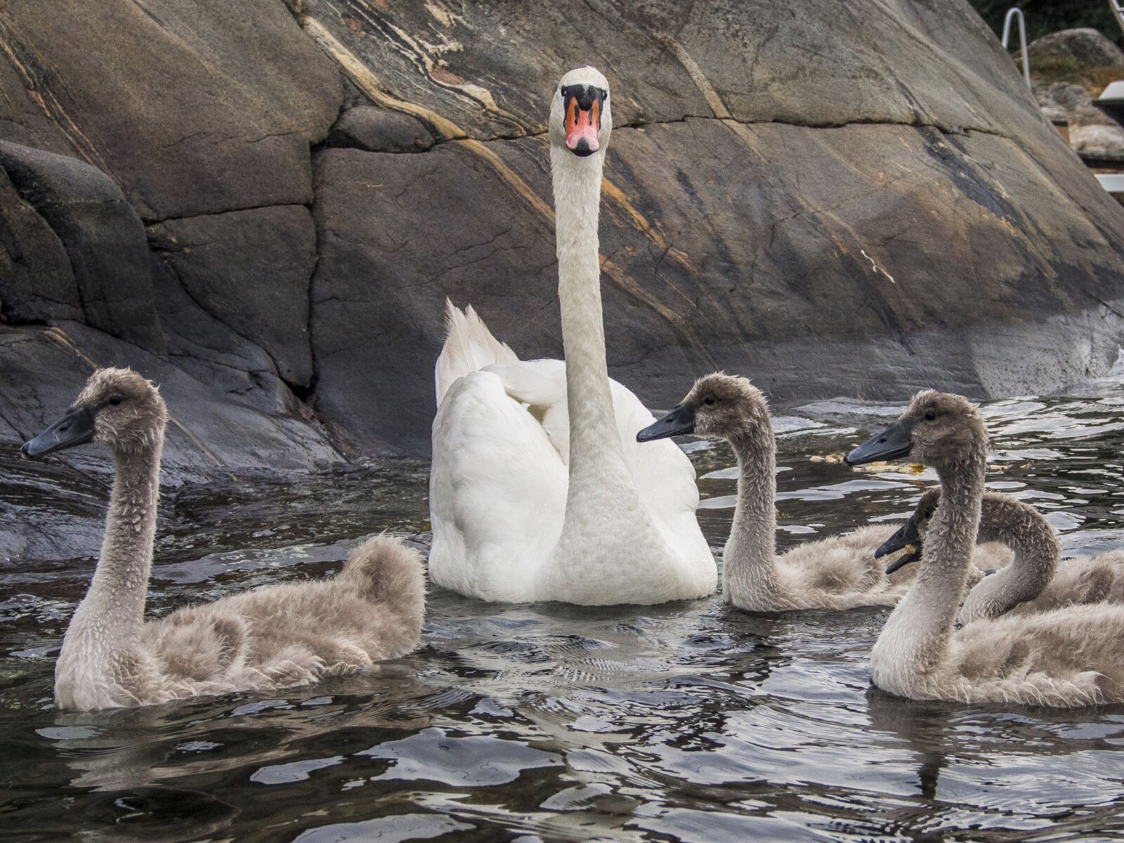Olympus OM-D E-M5 sample photo. Swan, bird, svaneunge photography