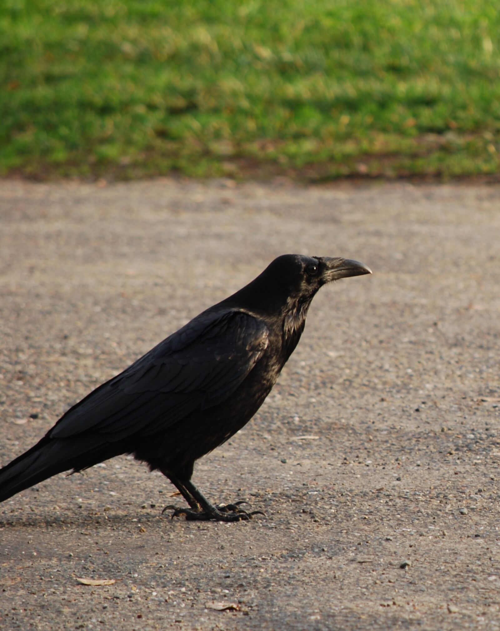 Nikon D60 sample photo. Raven, bird, wildlife photography