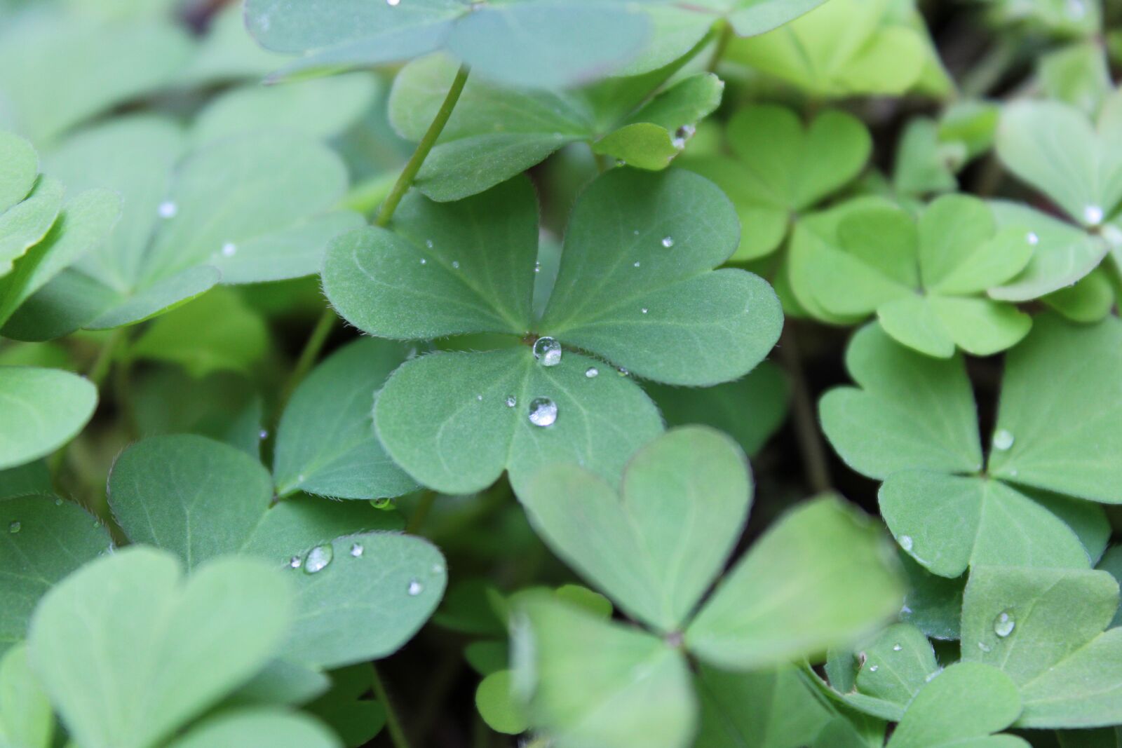Canon EOS 2000D (EOS Rebel T7 / EOS Kiss X90 / EOS 1500D) sample photo. Plants, clover, green photography