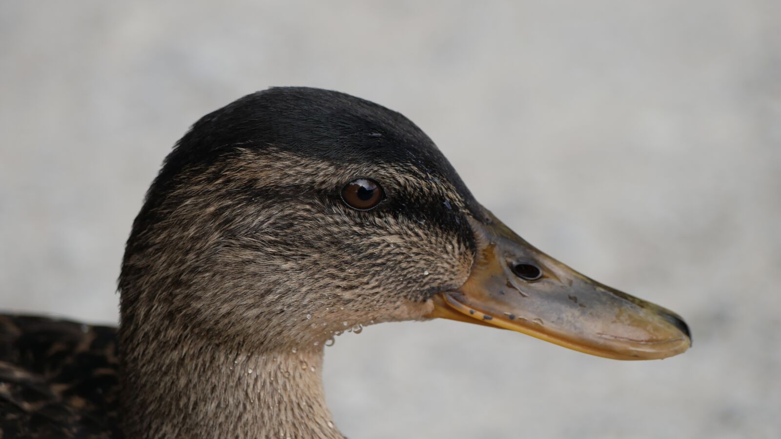 Panasonic Lumix DMC-GX85 (Lumix DMC-GX80 / Lumix DMC-GX7 Mark II) sample photo. Duck, head, bill photography