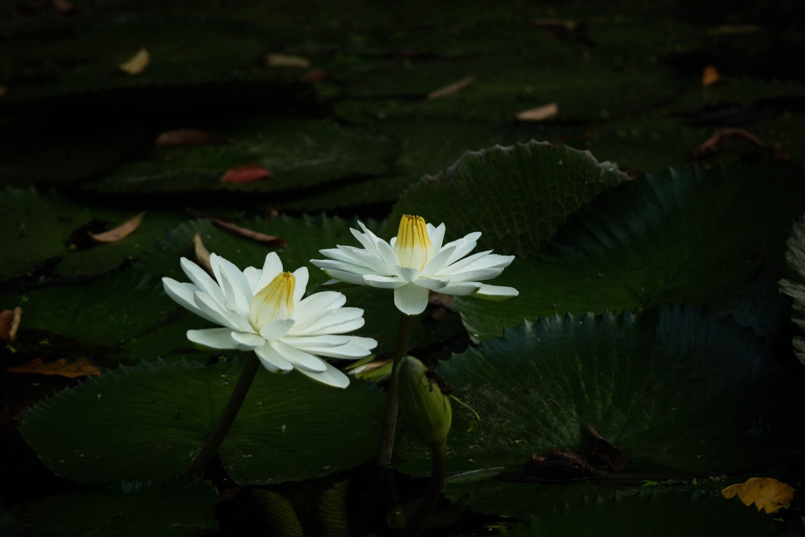 Canon EOS M3 sample photo. Plant, blossom, nature photography
