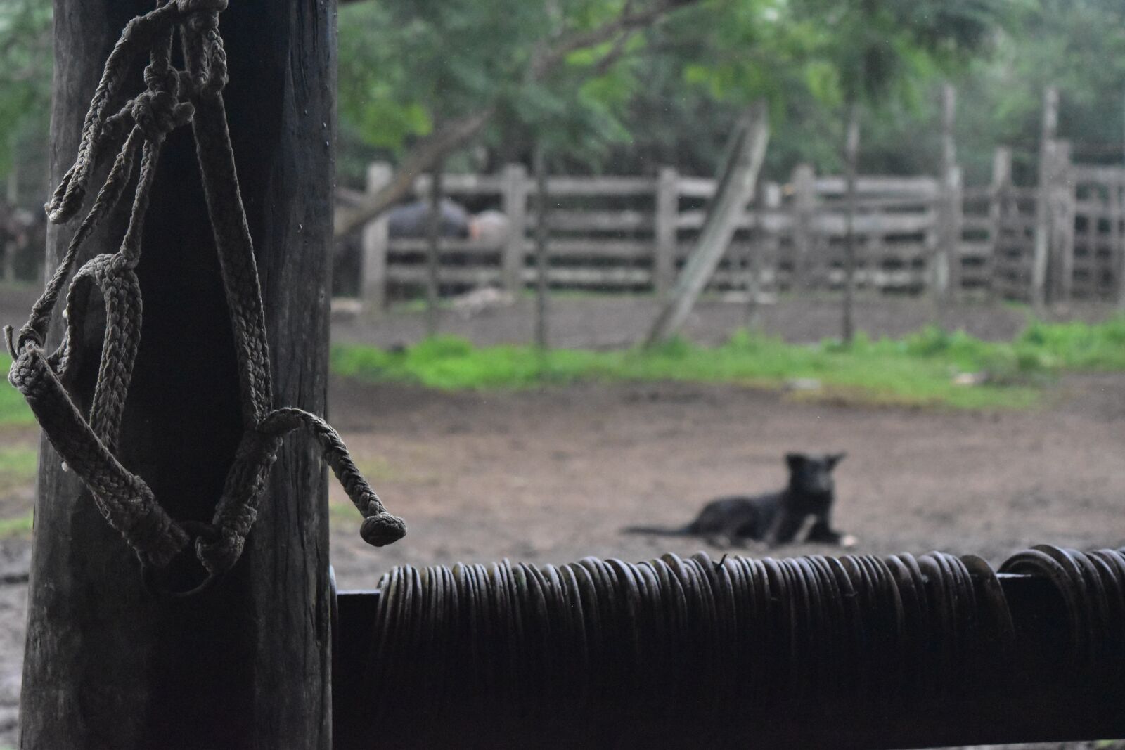 Nikon D5500 sample photo. Dog, horseshoe, horse photography
