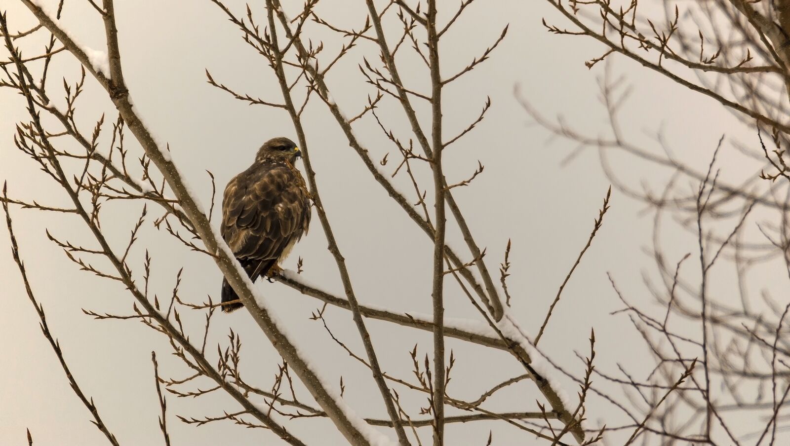 Nikon D7200 sample photo. Bird, nature, wildlife photography