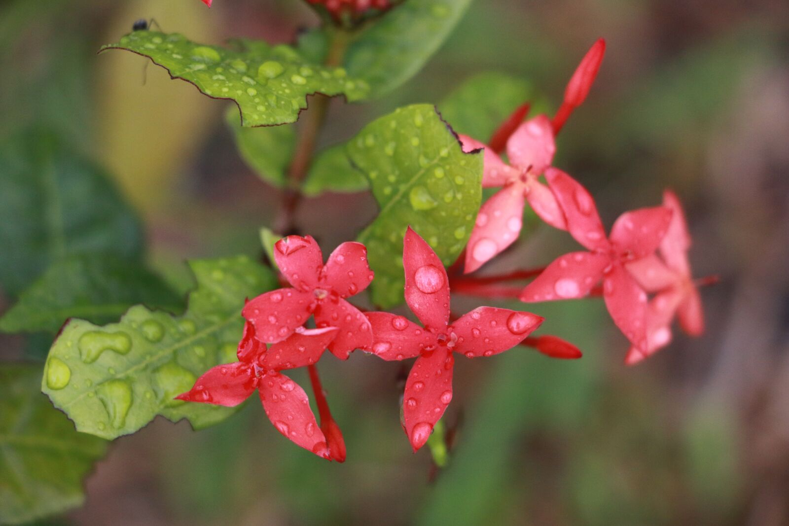 Canon EOS 70D sample photo. Flower, ixora, nature photography