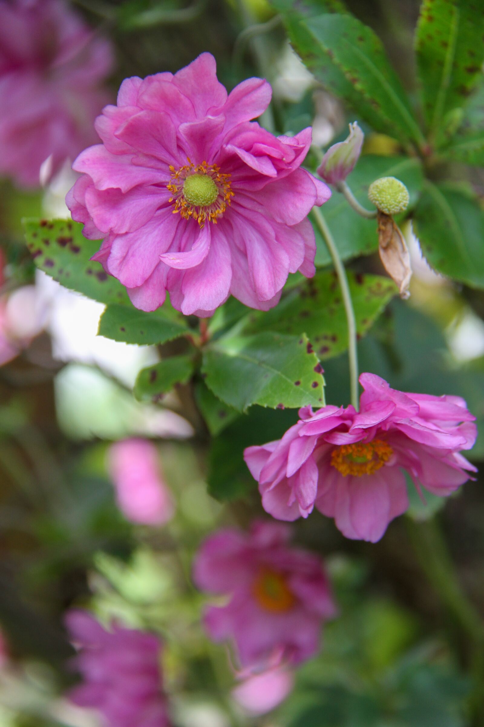 Canon EOS 7D + Canon EF-S 18-200mm F3.5-5.6 IS sample photo. Anemone, pink, flower photography